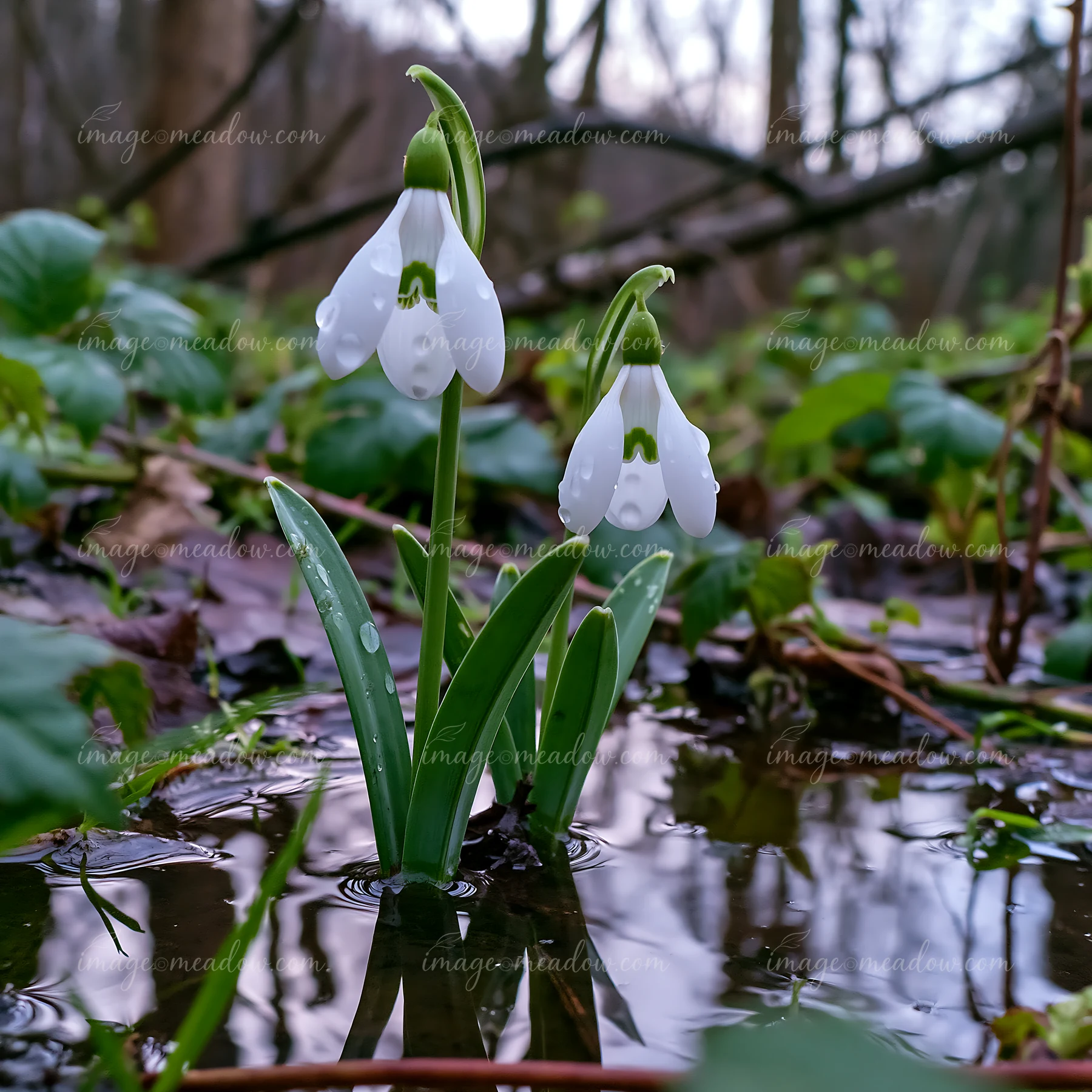 Snowdrop flowers beneath trees emerge from wet ground in a forest setting.