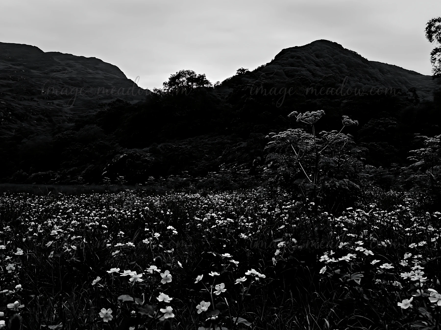A meadow filled with flowers is visible at night under a starry sky. The mountains rise in the background, silhouetted against the night. This scene captures th