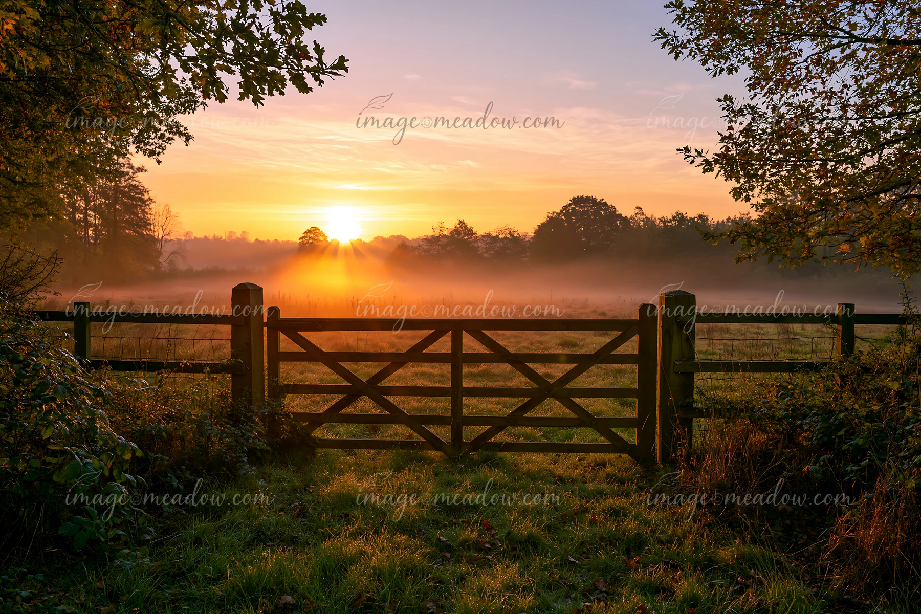 Sunbeams over a misty meadow create a warm glow as the sun rises behind trees.