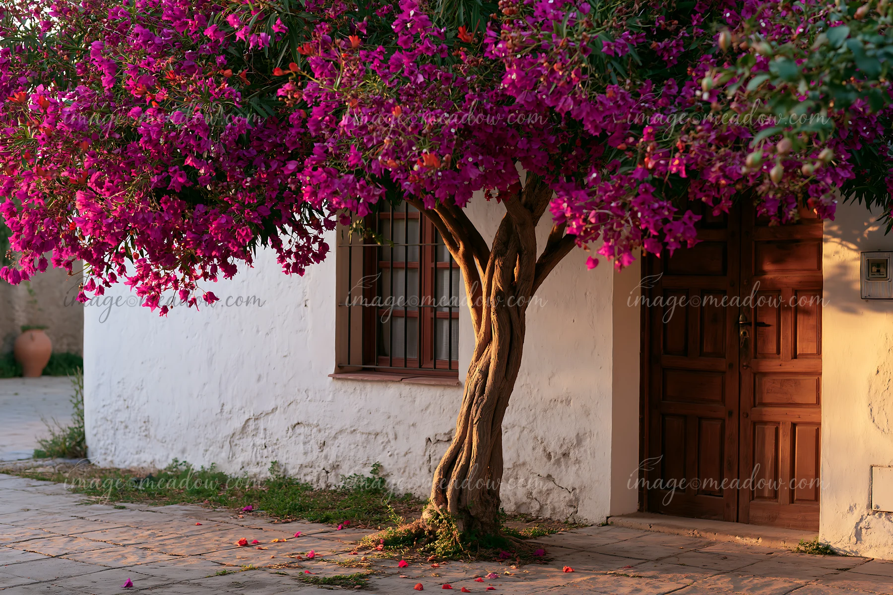 Sunlit flowering tree beside a whitewashed house with a barred window, wooden door, and scattered petals.