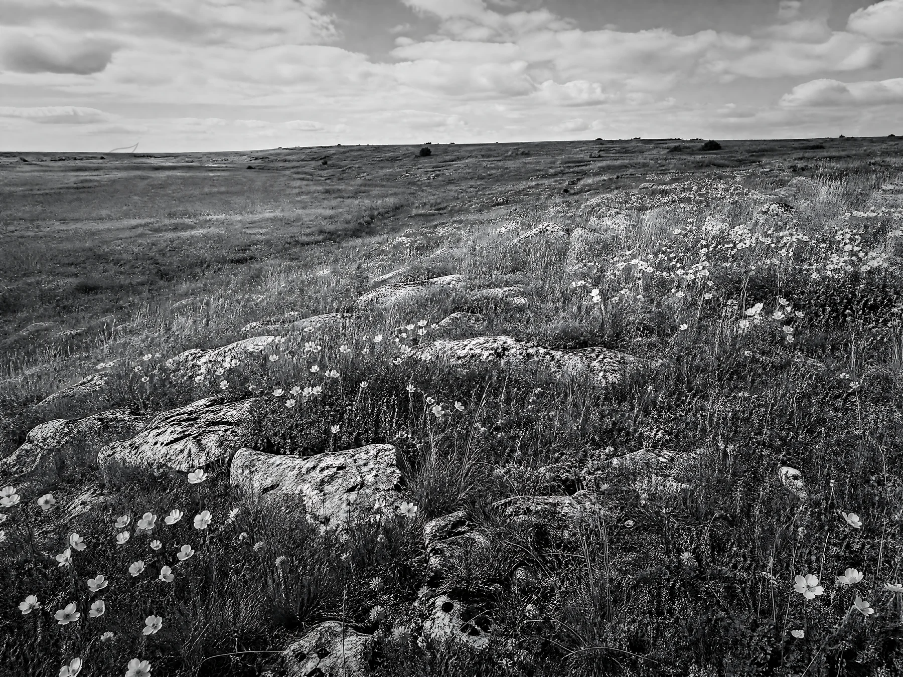 A wide limestone meadow is filled with flowers and rocky areas under a clear sky. The scene captures the natural beauty of the landscape during daylight, showca