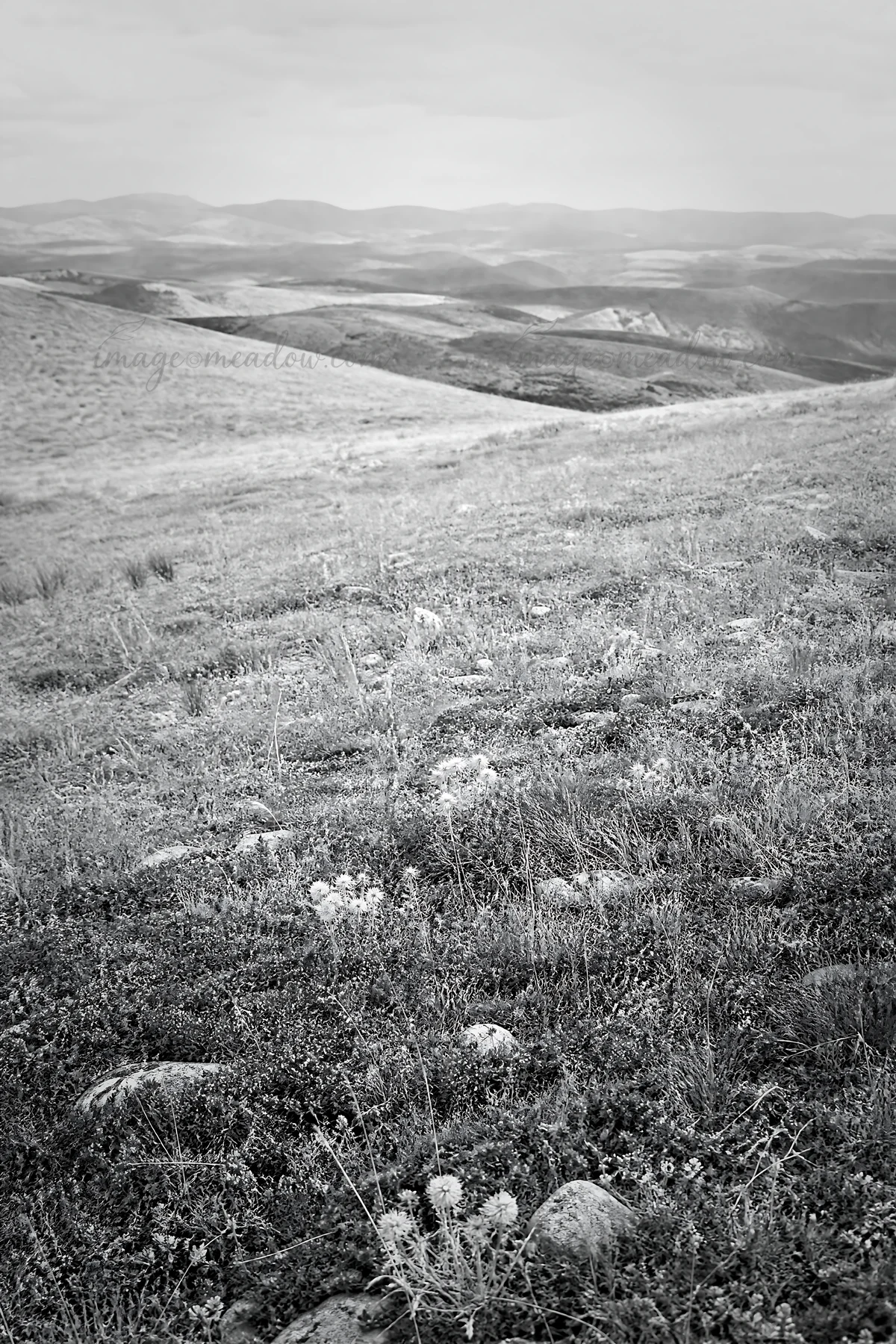 A wide view of a sunny limestone meadow features green grass and sparse flowers. Distant mountains rise in the background, showing rolling hills under a clear s