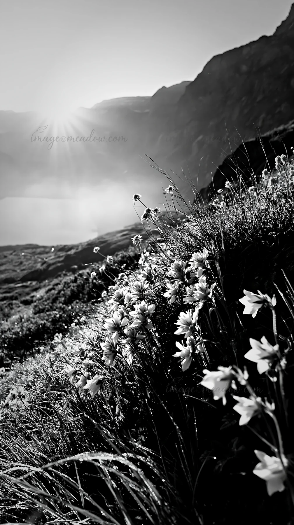 A meadow covered in yellow flowers sits beside an alpine lake. The sun rises over the mountains, casting light on the scene. Dew glistens on the grass, creating
