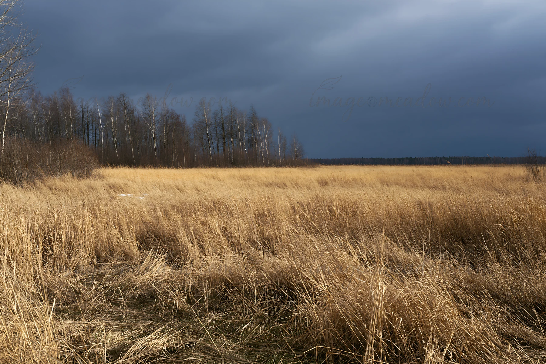A tall grass meadow stretches out towards the horizon, surrounded by trees. The sky is gray with clouds, suggesting an overcast day in a natural setting.