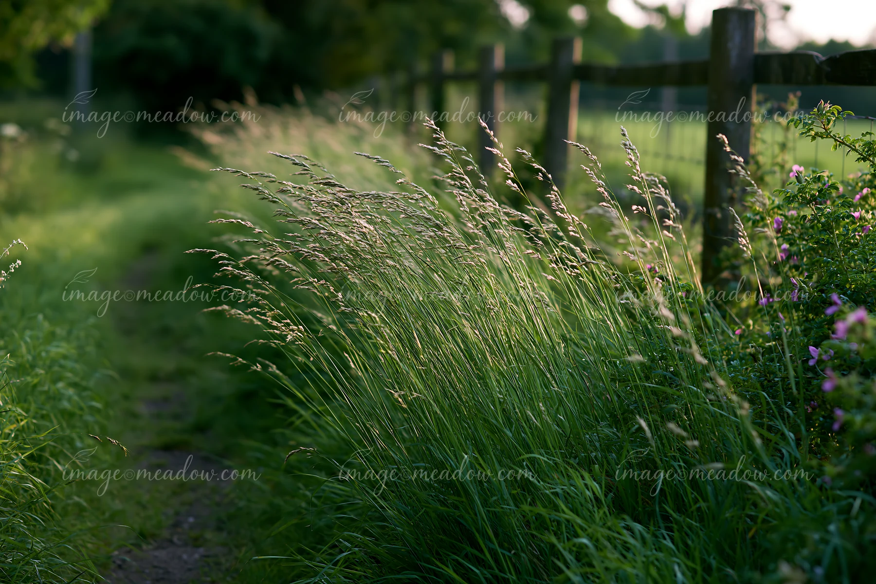 Tall grass sways as the wind blows through meadow grass along a dirt path surrounded by trees and a fence during the golden hour of late afternoon.