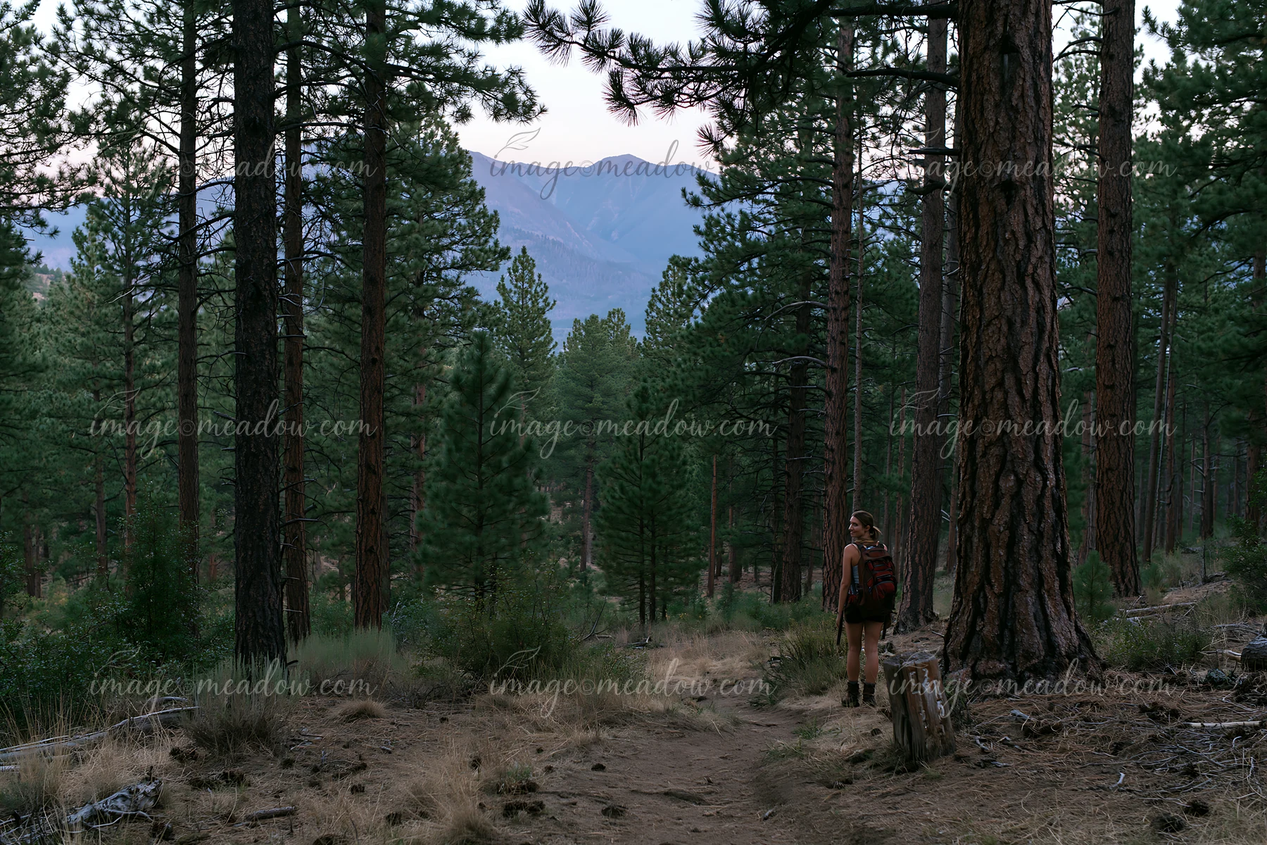 Tall pine trees surround a dirt path that leads through the forest with a view of the mountain range in the distance.