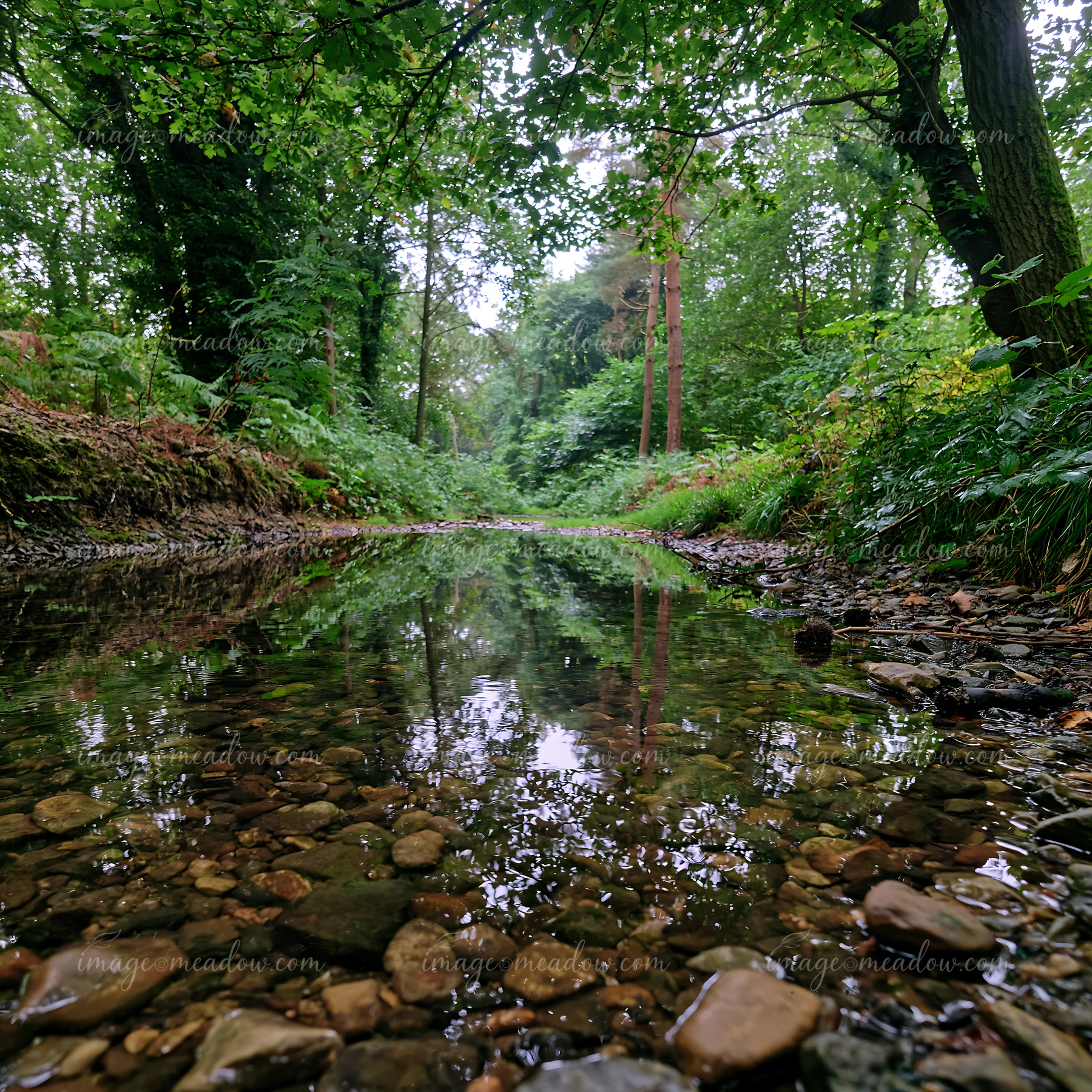 This forest watercourse with pebbled bed flows through a green wooded area, reflecting the trees above.