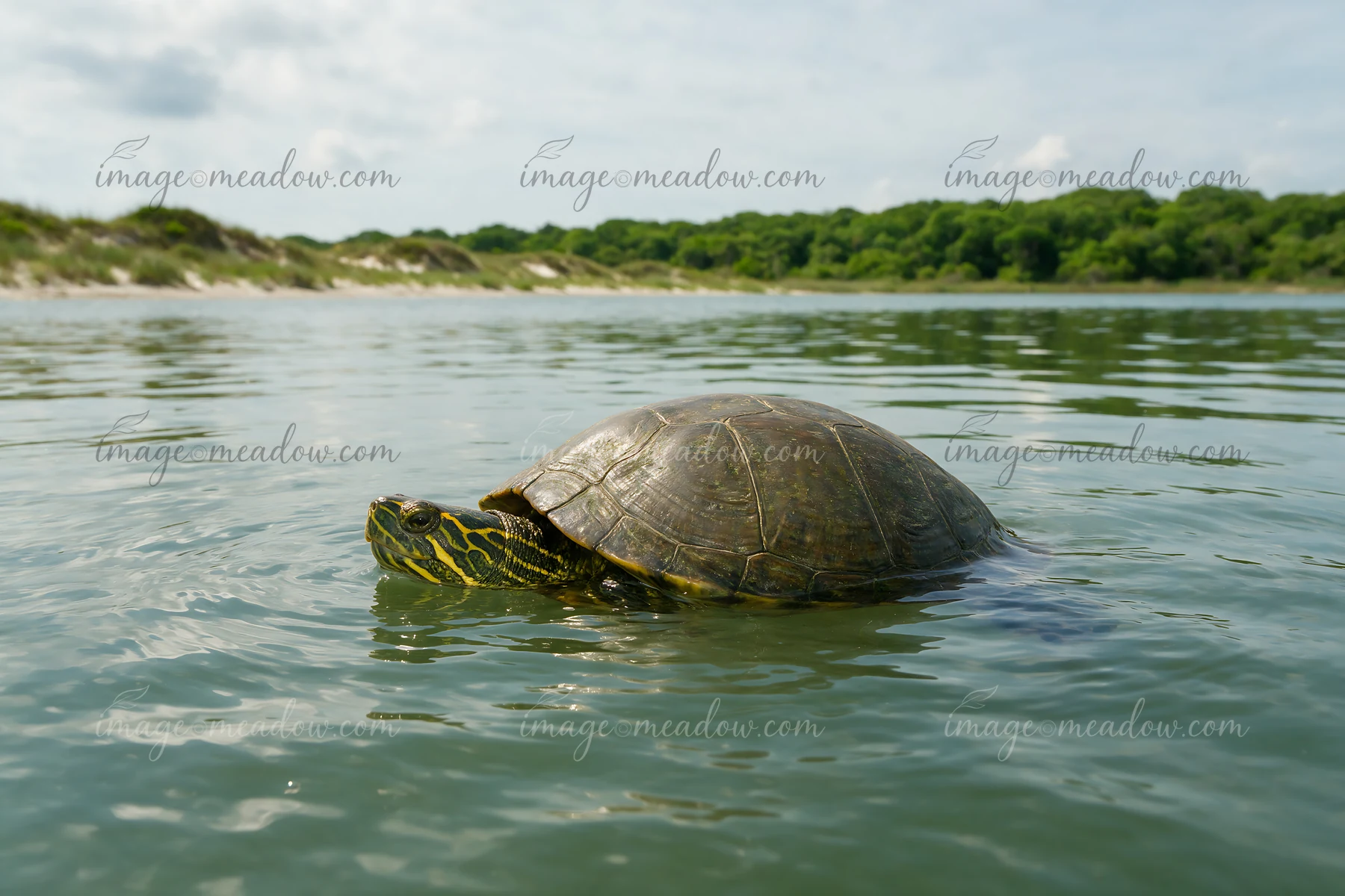 Turtle peeking above calm water near a sandy shoreline with dunes and green vegetation.