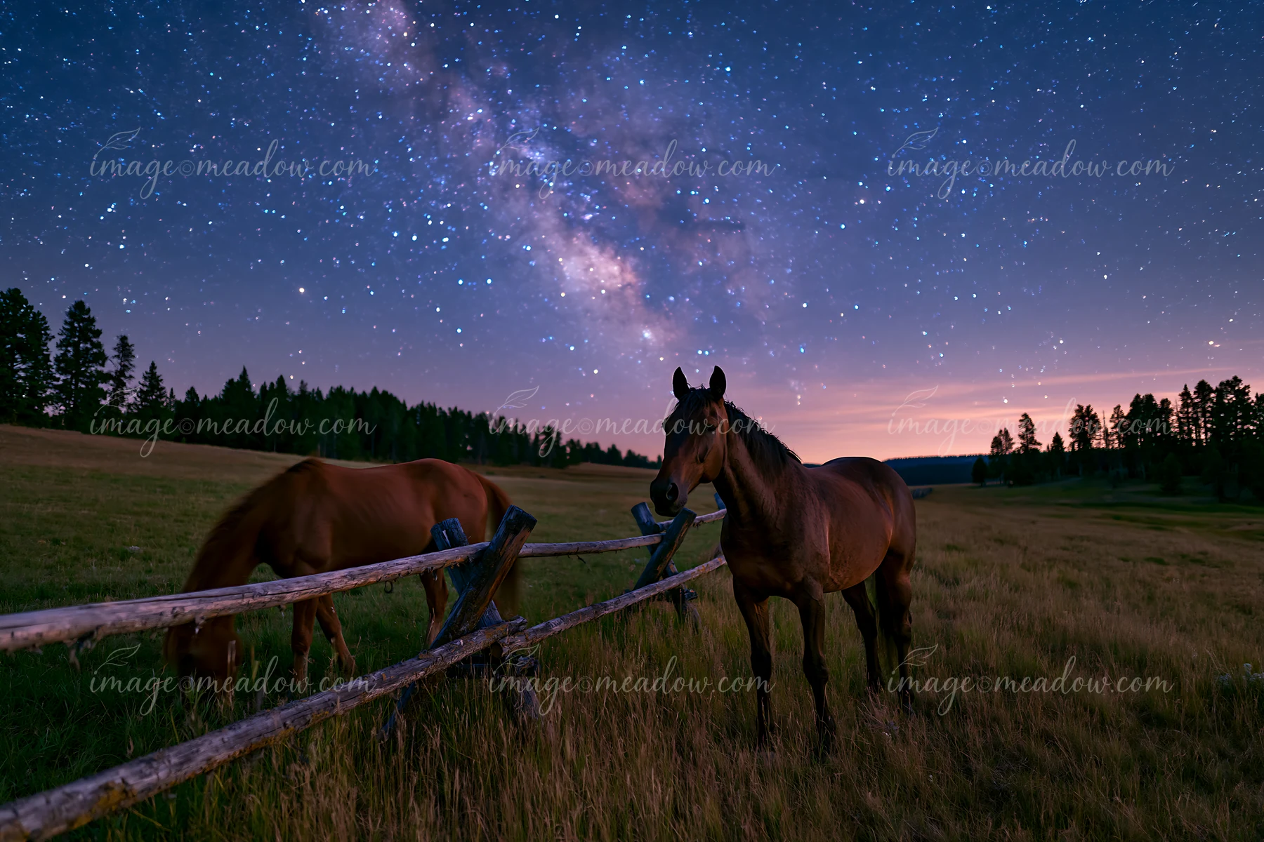 Two horses are grazing near a wooden fence in a field beneath a sky filled with visible constellations and the Milky Way.