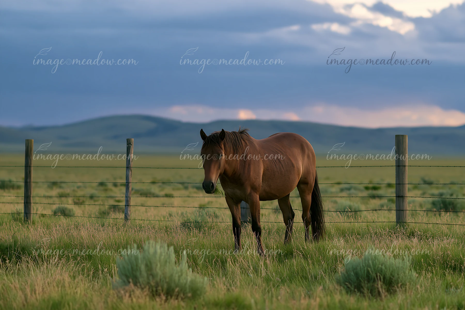 Two wild horses graze in a grassy area under a cloudy sky.