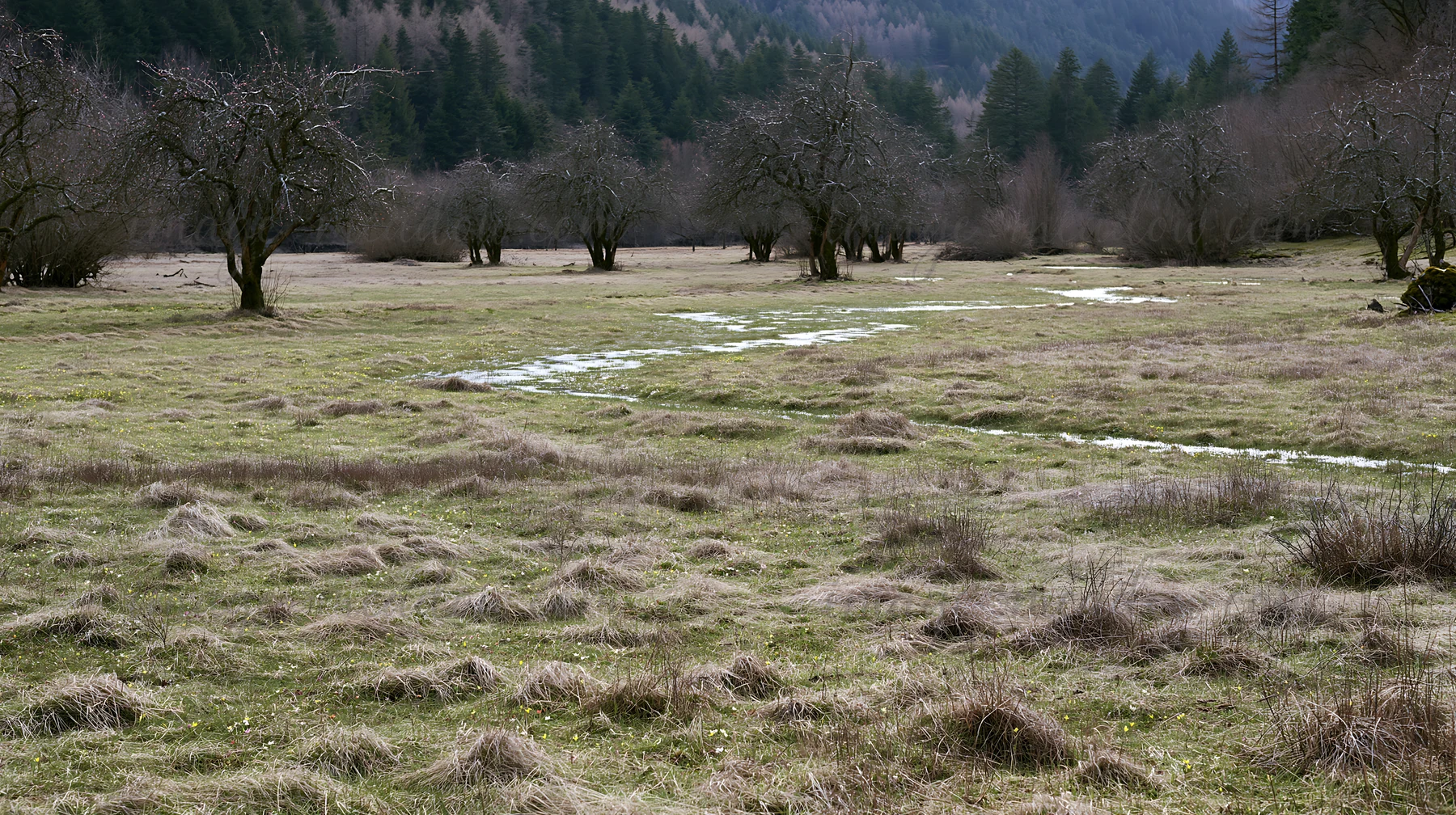A meadow filled with tall grass and scattered apple trees. The ground is slightly wet, indicating the arrival of spring. Forested hills can be seen in the dista