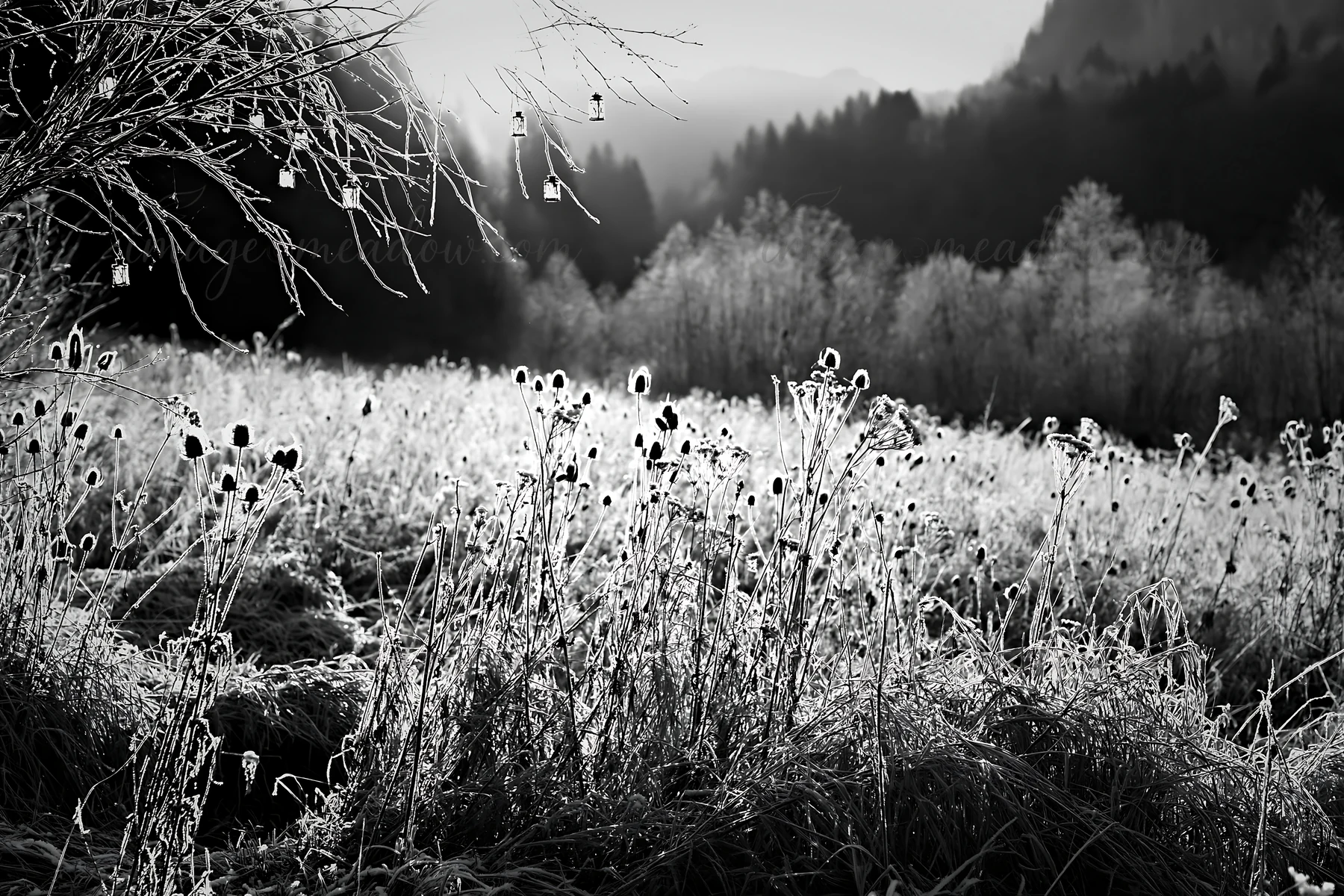 A vast meadow covered in frost shows seedheads standing tall against a backdrop of trees. Lanterns hang gently, illuminated by the soft light of winter. The sce
