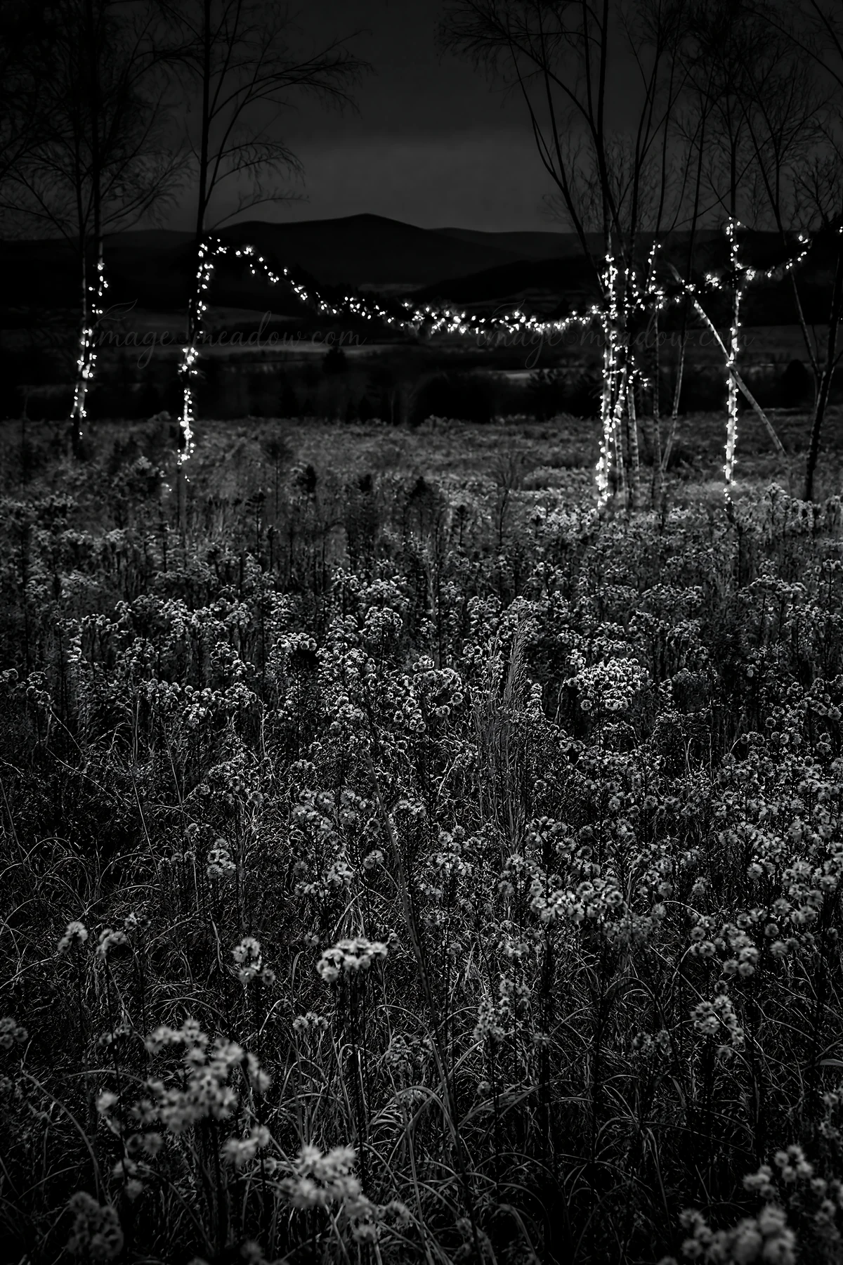 Christmas lights shine in a meadow at dusk, surrounded by tall grass and trees. The soft lighting creates a warm atmosphere in the fading daylight.