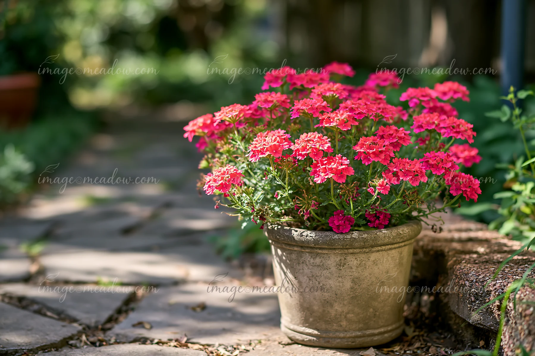 Vibrant verbena flowers in container sit beside a stone path in a garden.
