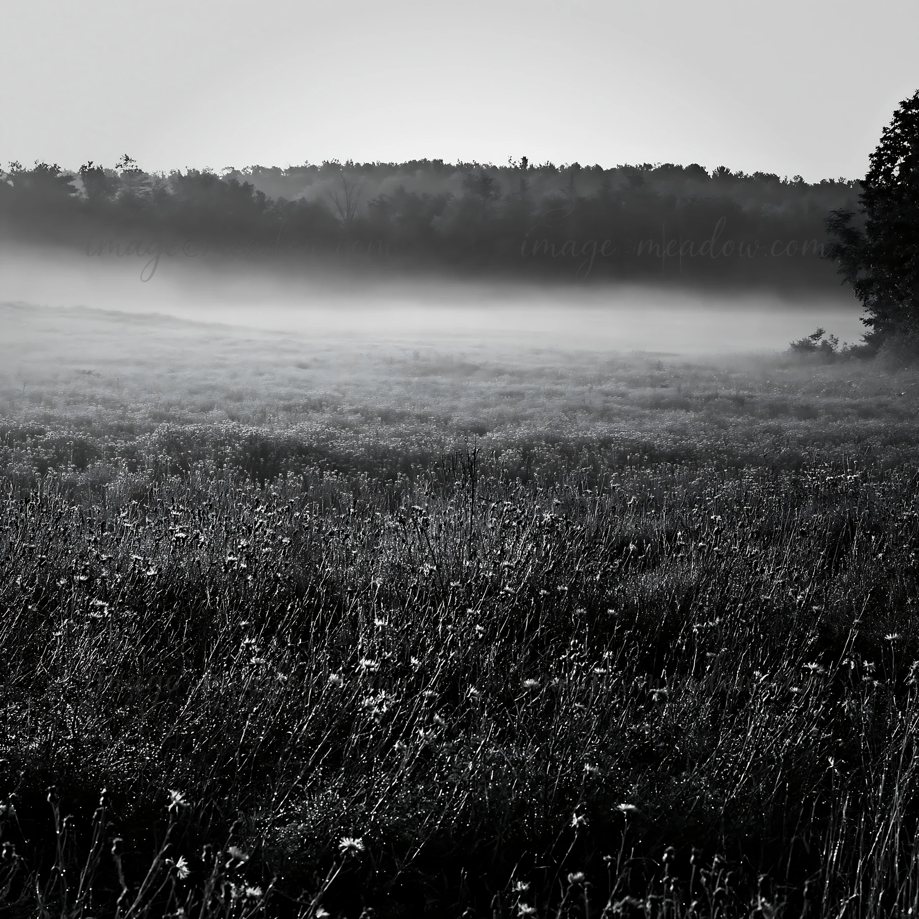 Morning mist covers a meadow filled with violet knapweed. The fog creates a soft atmosphere as the landscape stretches out towards the tree line in the backgrou