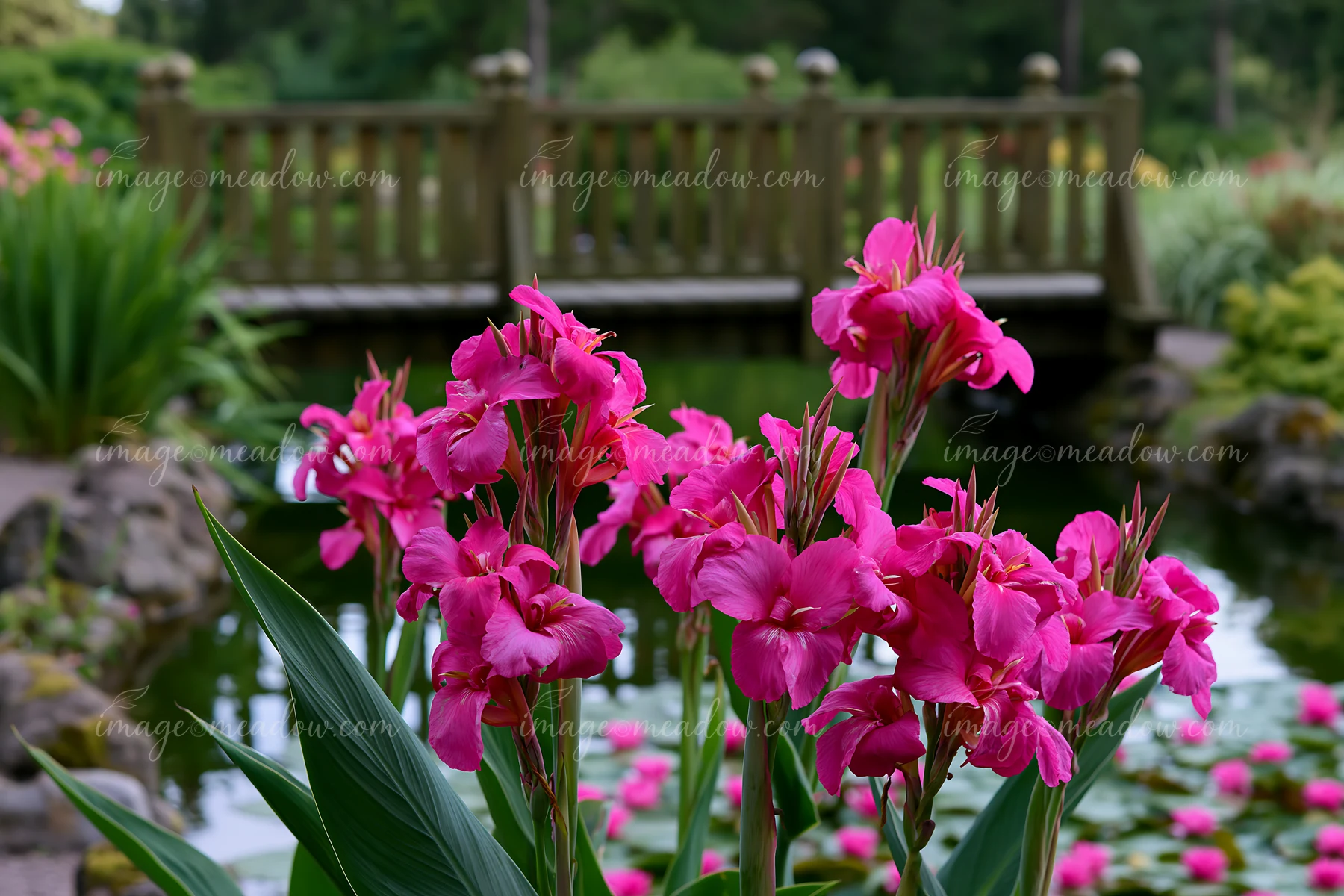 Vivid pink canna lily flowers grow beside a pond with floating blossoms and a wooden garden railing.