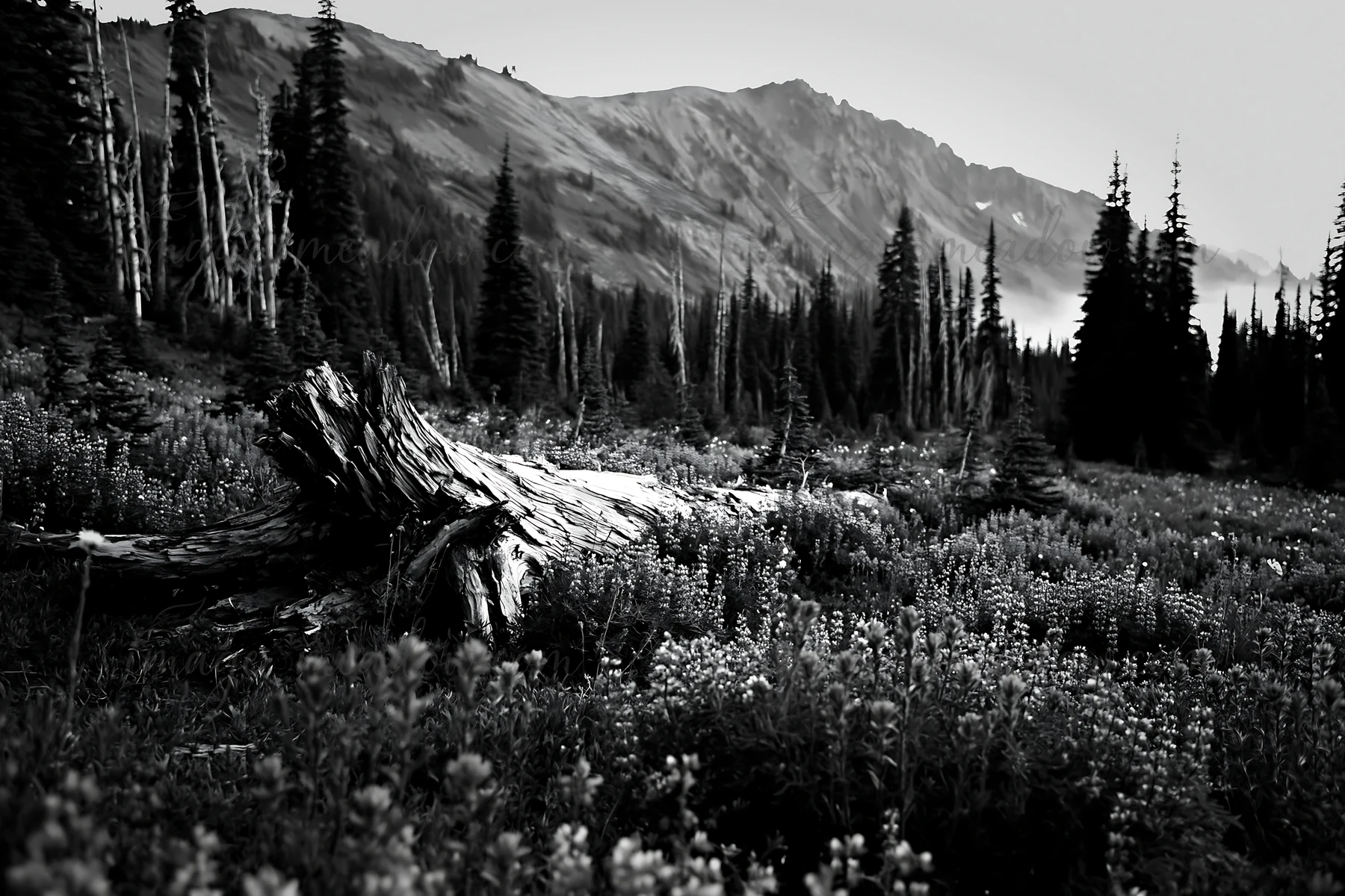 A weathered log lies on the ground in a meadow filled with wildflowers. Tall trees surround the area, and mountains can be seen in the background. The scene cap