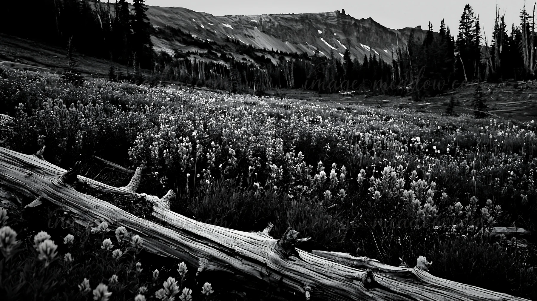 A weathered log lies on the ground in a meadow filled with vibrant wildflowers of pink, blue, and white. The scene is set against a mountainous background. Pres