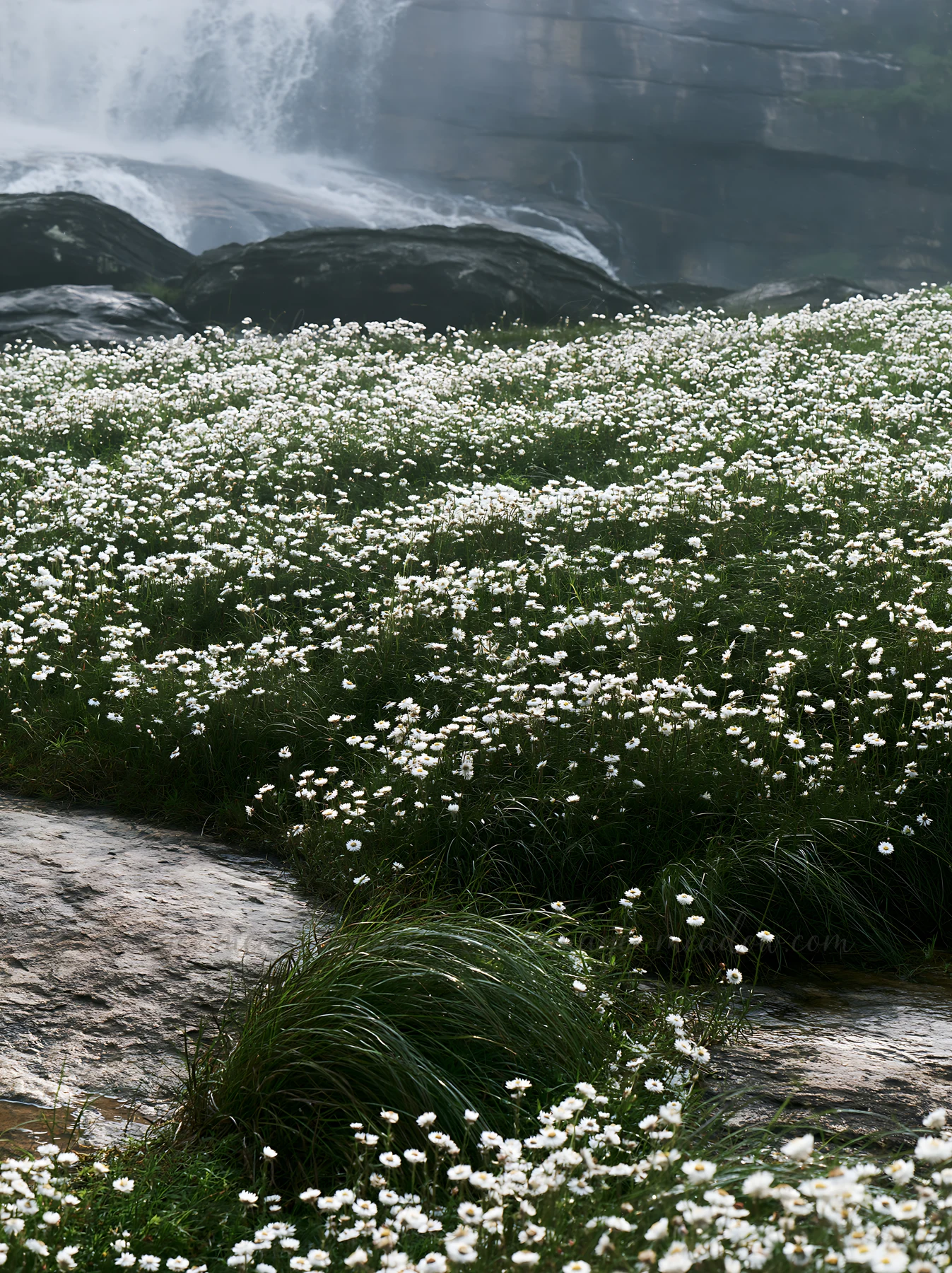 A meadow filled with white wildflowers grows on rocky ground near a waterfall. The scene shows the natural beauty of the surroundings with water flowing in the