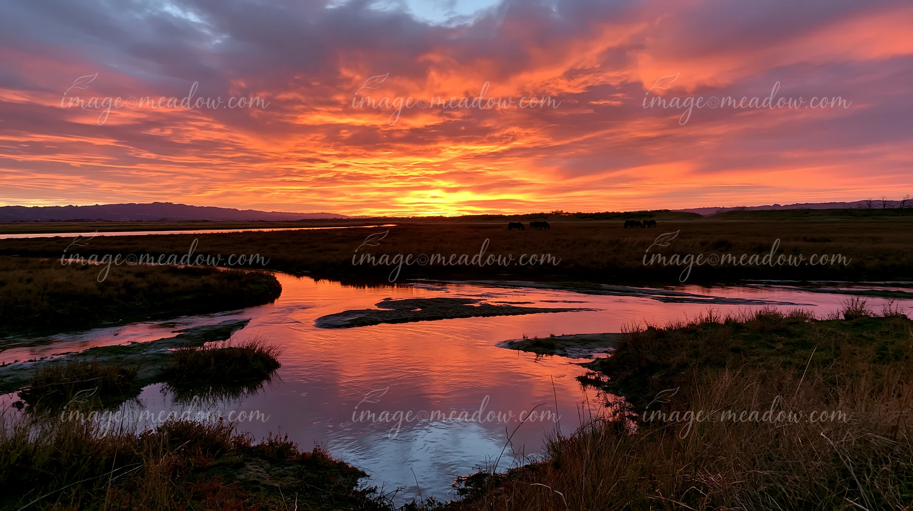 Wild horses graze quietly beneath a vibrant sunset.