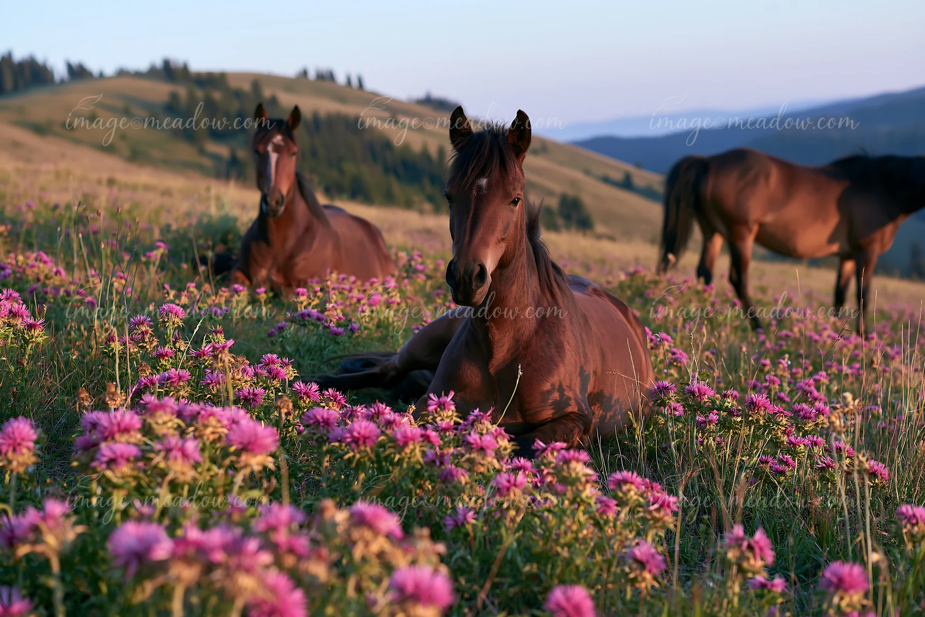 Wild horses resting after running are seen lying in a field filled with colorful flowers.