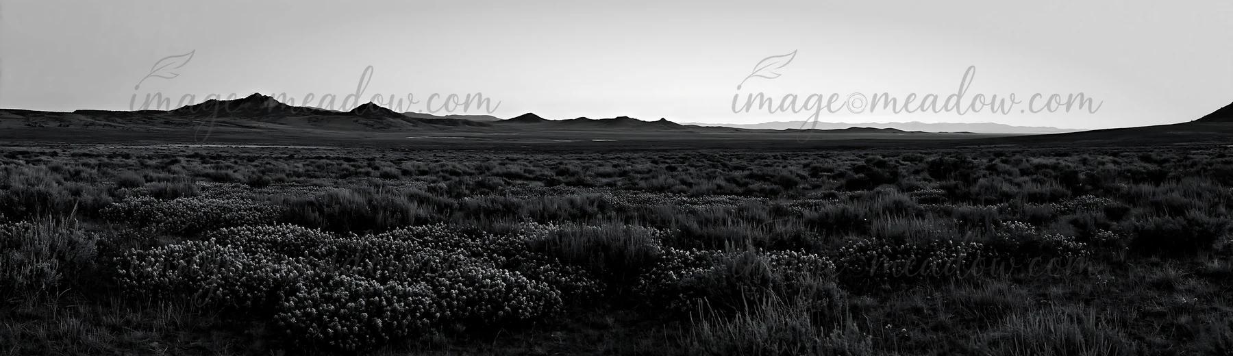 A wide view of a meadow filled with wild orchids during dusk. Mountains are visible in the background, creating a natural landscape. The scene captures the esse
