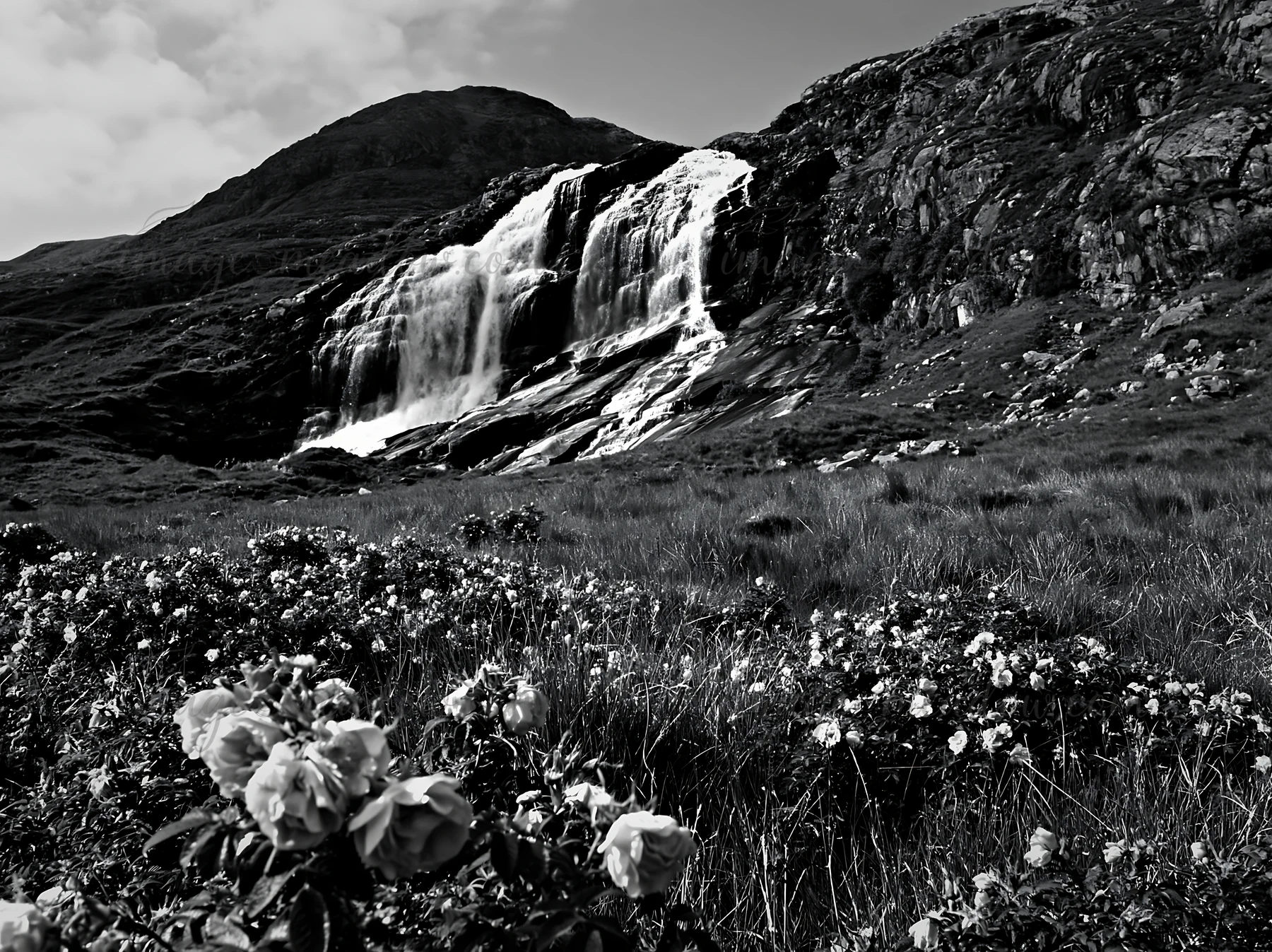 Wild roses bloom in a meadow at the foot of a waterfall. Water cascades down the rocky cliff, creating a natural setting in the countryside. The scene captures