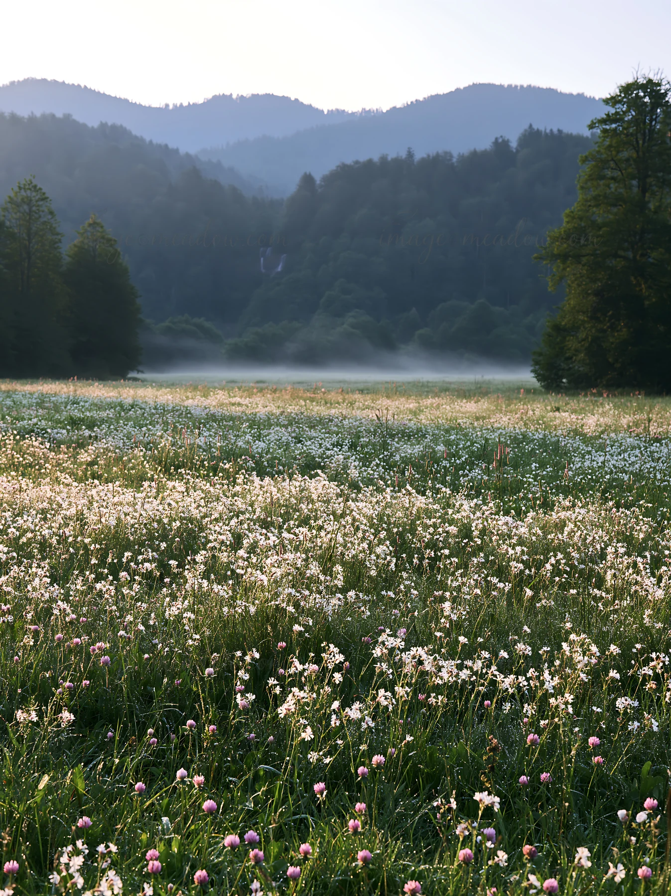 A wildflower meadow stretches across the landscape, covered in white and pink blossoms. In the background, a waterfall flows down the mountains, surrounded by m