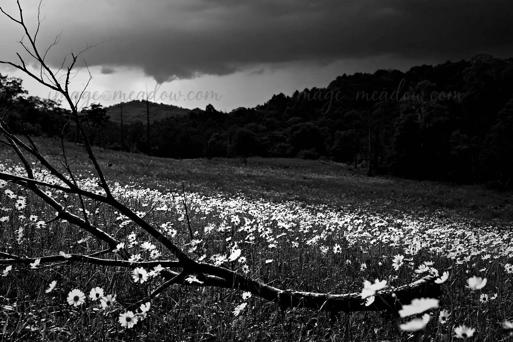 A fallen branch lies in the foreground of a meadow filled with flowers in Yamagata. Dark clouds loom over the distant hills, creating a contrast between the vib