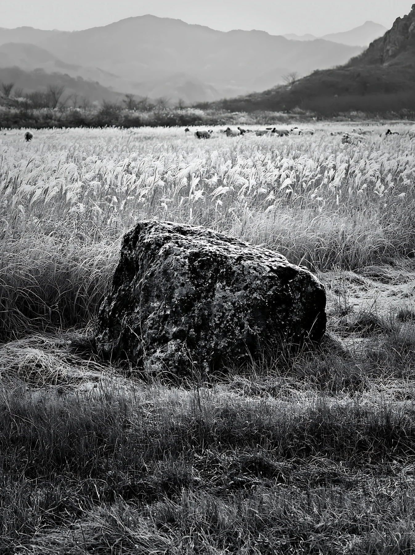 A pale boulder rests on a dry meadow in Yamaguchi. The landscape features tall grass and distant mountains during a quiet time of day. Presented as a premium hi