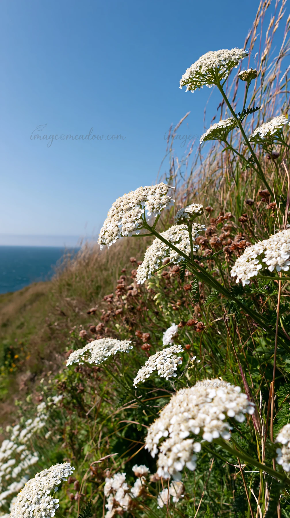 Yarrow blooms grow along a grassy slope near the ocean. The bright blue sky forms a clear backdrop for the white flowers.