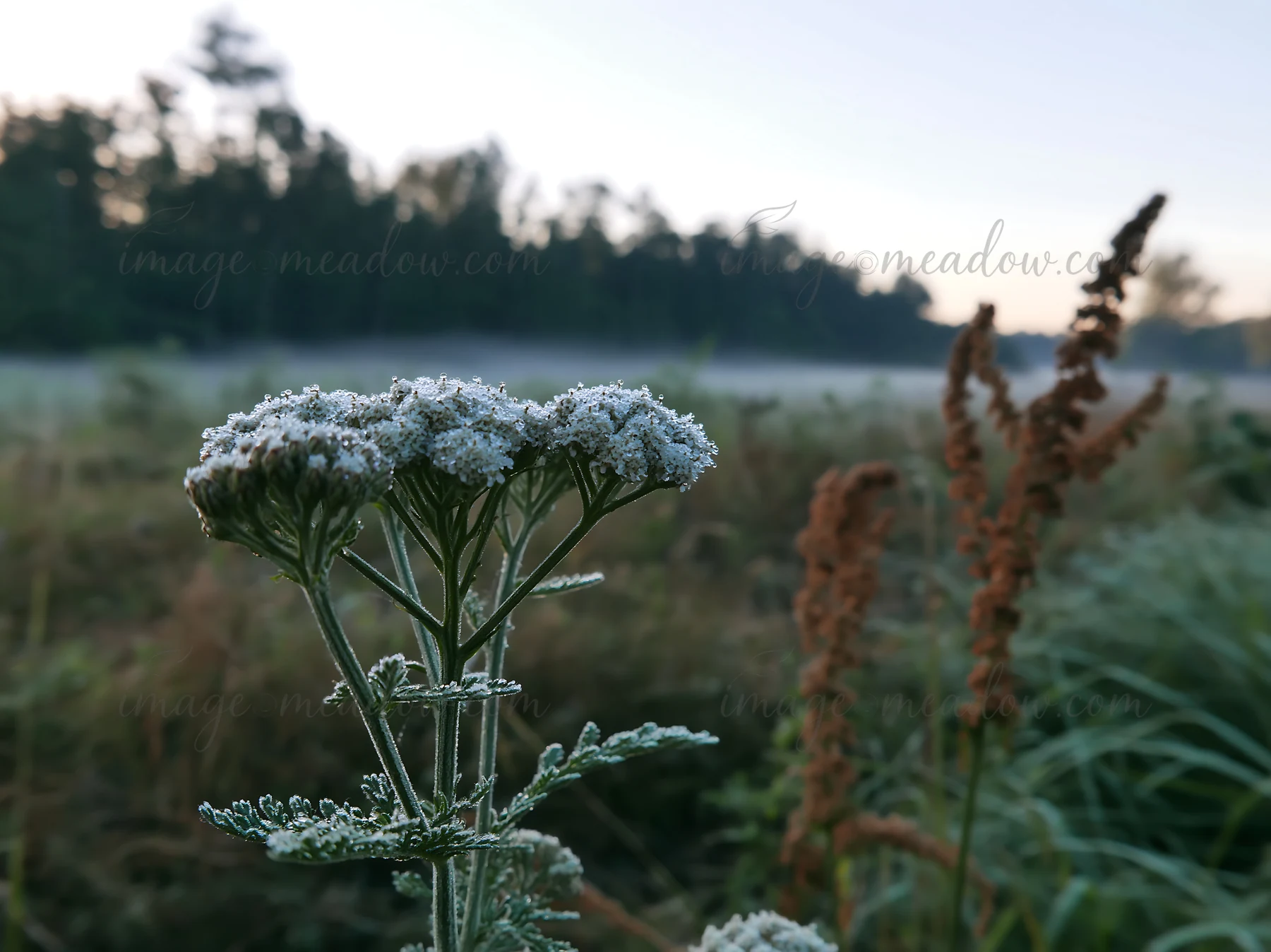 Yarrow blooms covered in frost stand in a meadow during early morning. The background shows mist rising from the ground and trees in silhouette as daylight appr