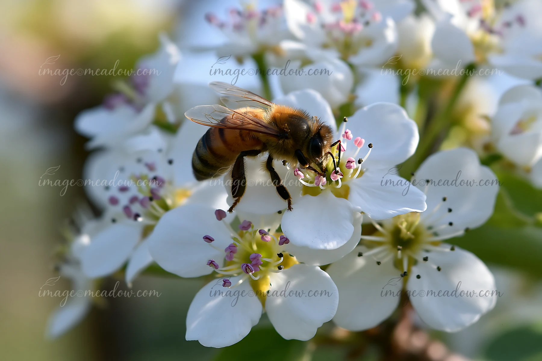 A bee collects pollen from white flowers during springtime.