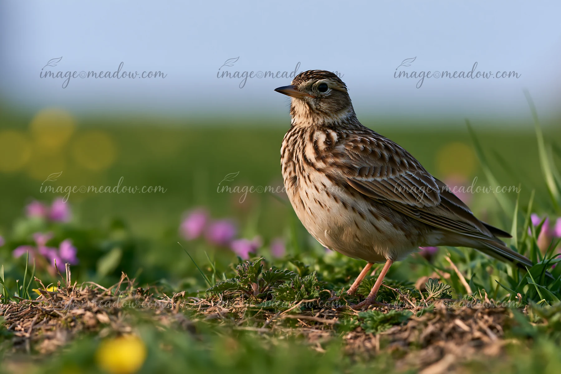 A bird stands on the ground in a meadow recovering after mowing.