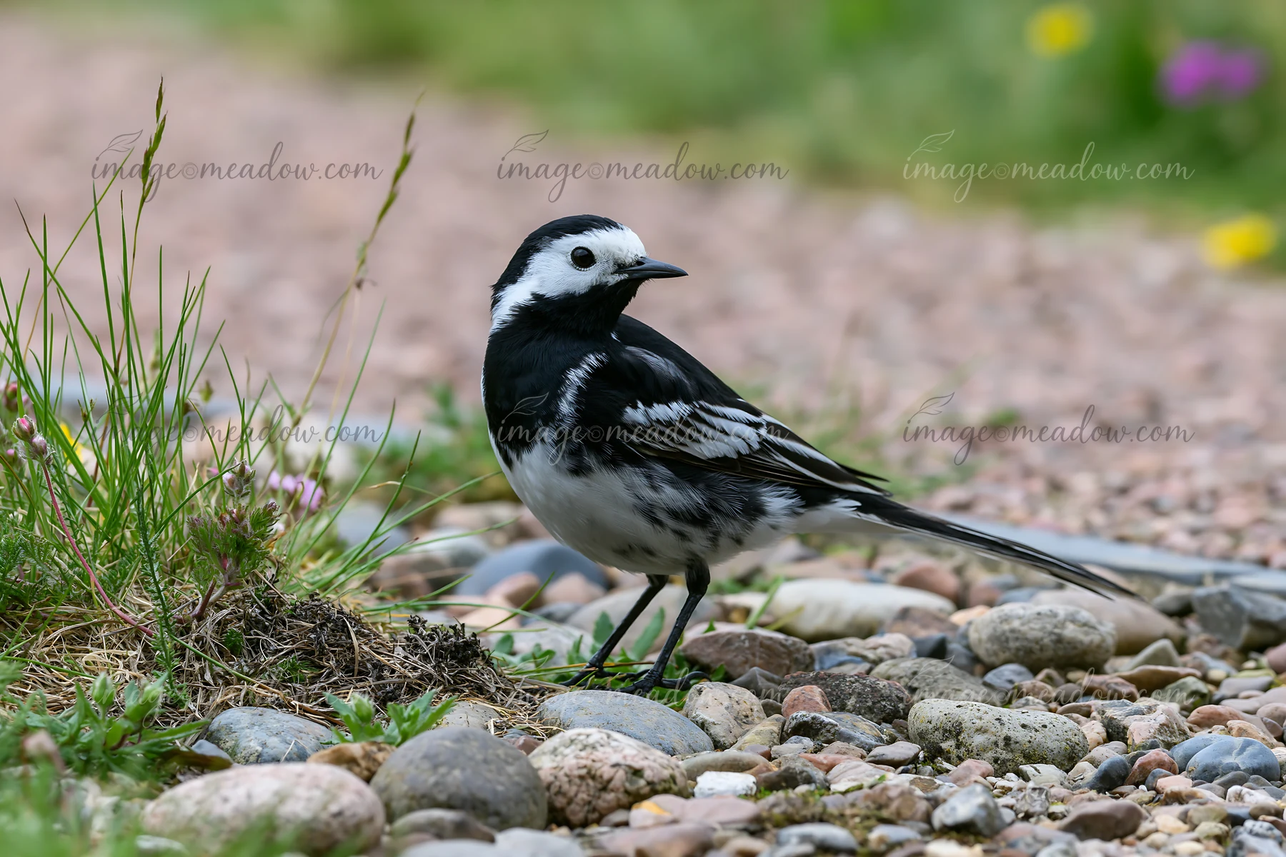 A black and white bird stands on a gravel path in a meadow under dramatic clouds.