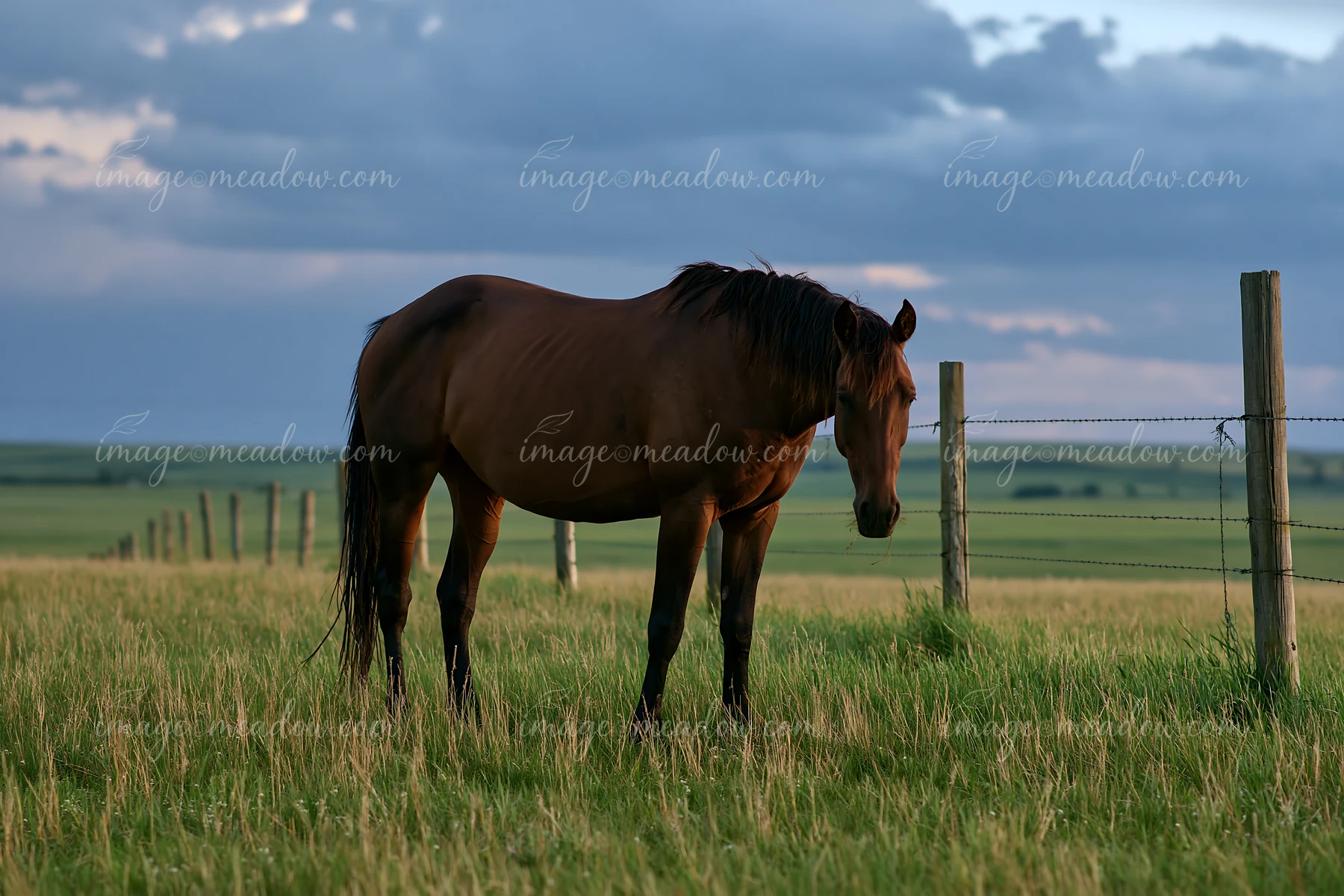 A brown horse grazes in a grassy field beside a wire fence beneath a cloudy sky.