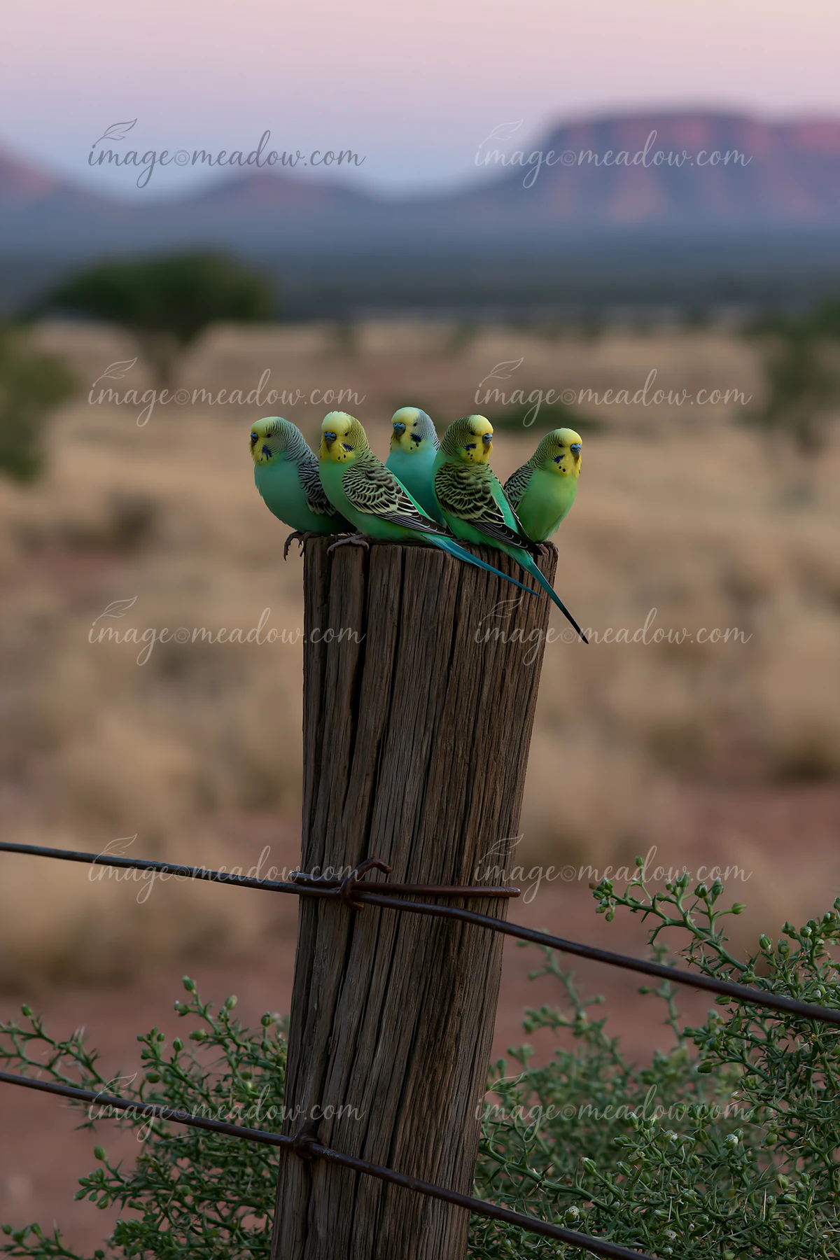 A budgerigar flock in desert landscape rests on a wooden post at dusk.