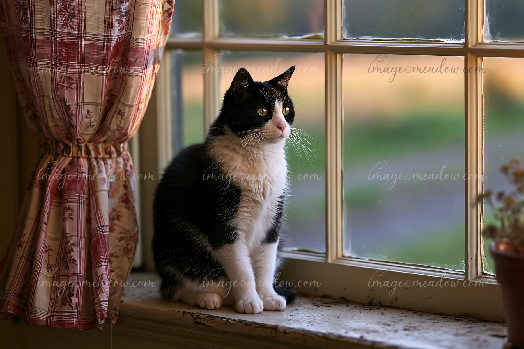 A cat sitting on a country house windowsill looks outside as the sun sets.