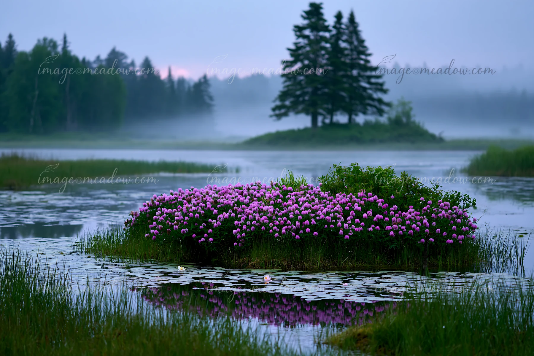 A cluster of flowers blooms on an island in a lake.