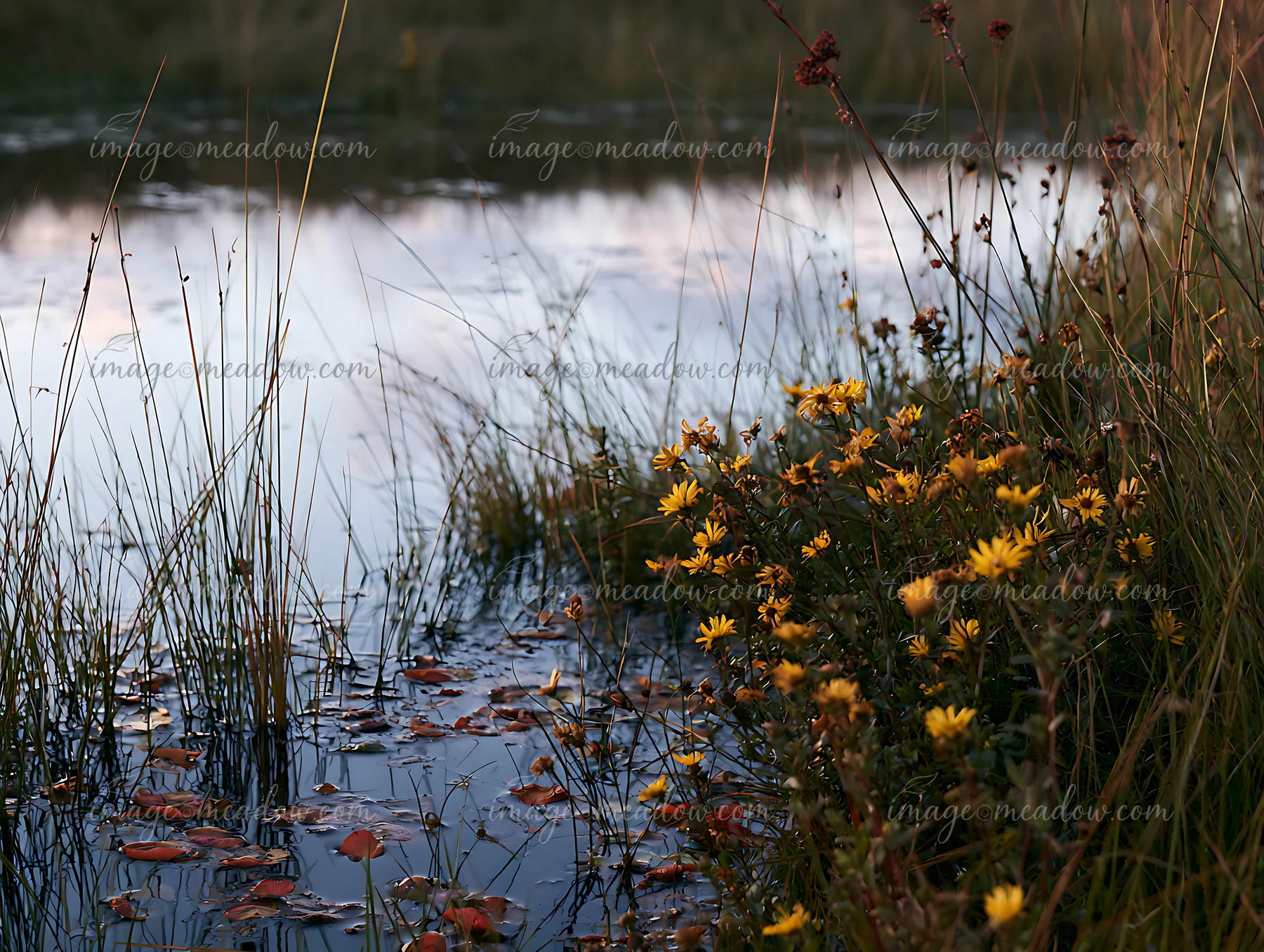 A coastal meadow featuring yellow flowers along a water's edge.