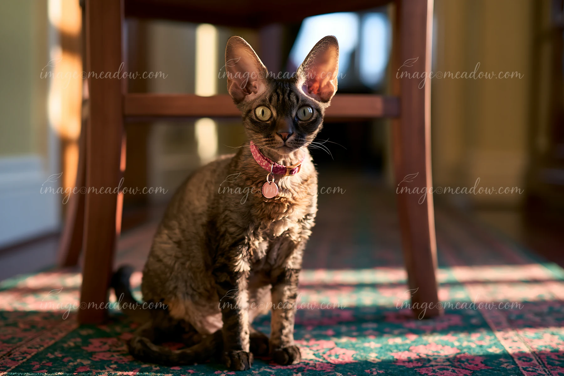 A Devon Rex cat with large ears sits calmly on a patterned rug in a sunlit room.