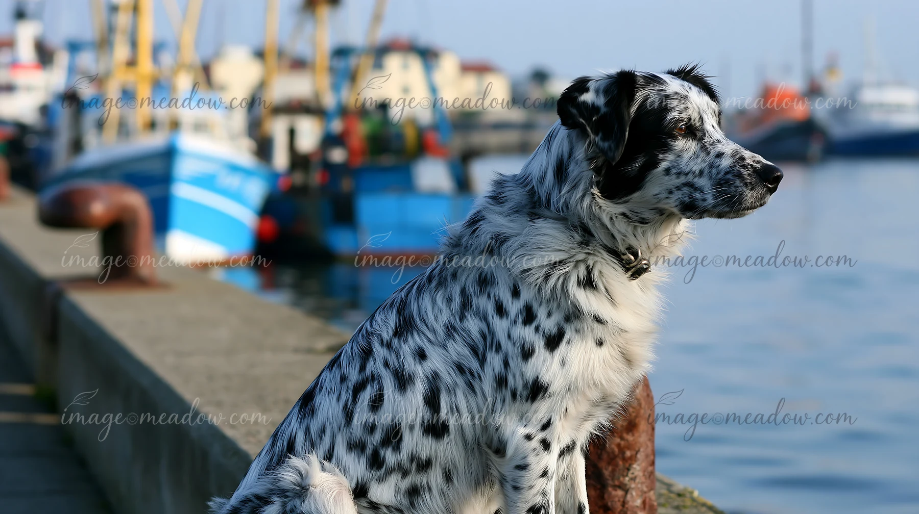 A dog with a spotted coat sits by the water, observing boats in a harbor.