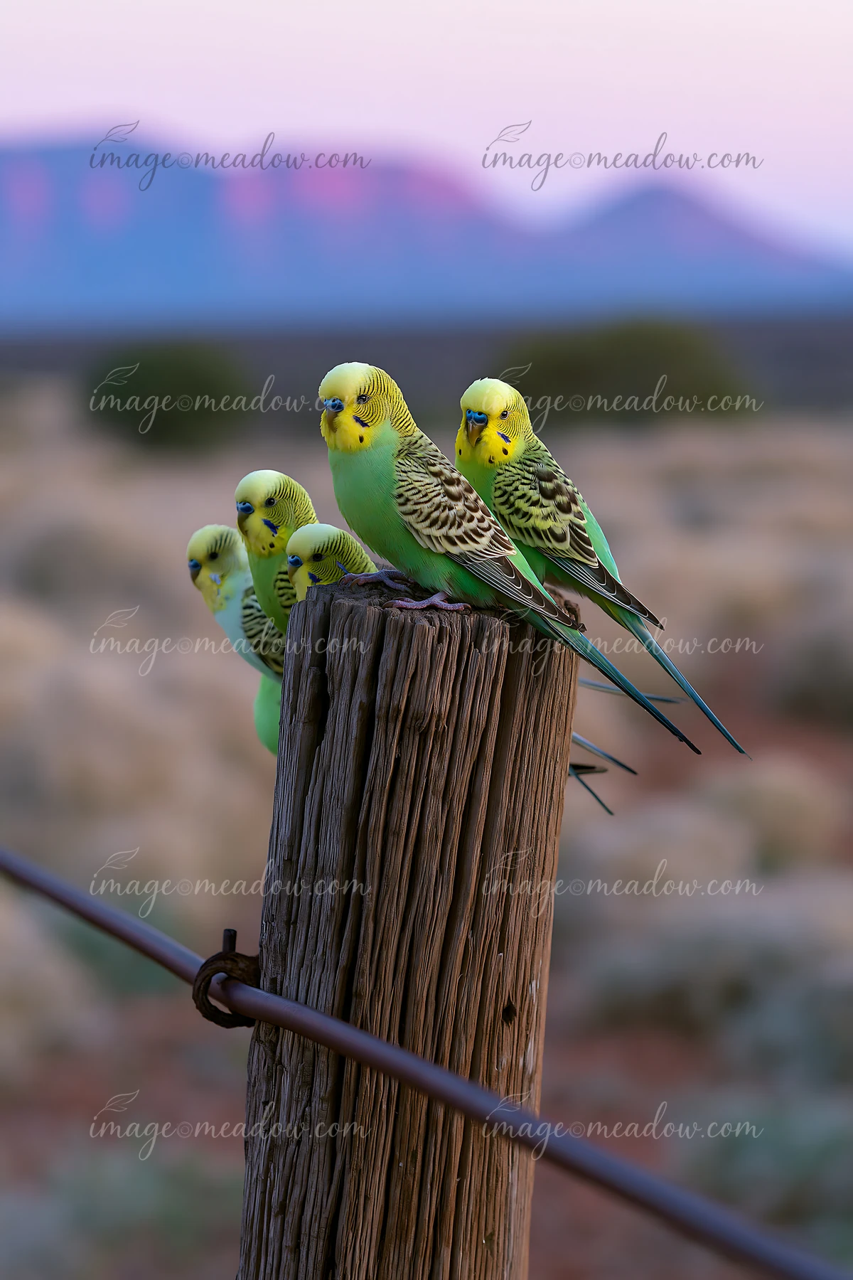 A flock of budgerigars rests on a wooden post in a desert landscape as the sun sets, creating a scenic background with mountains.