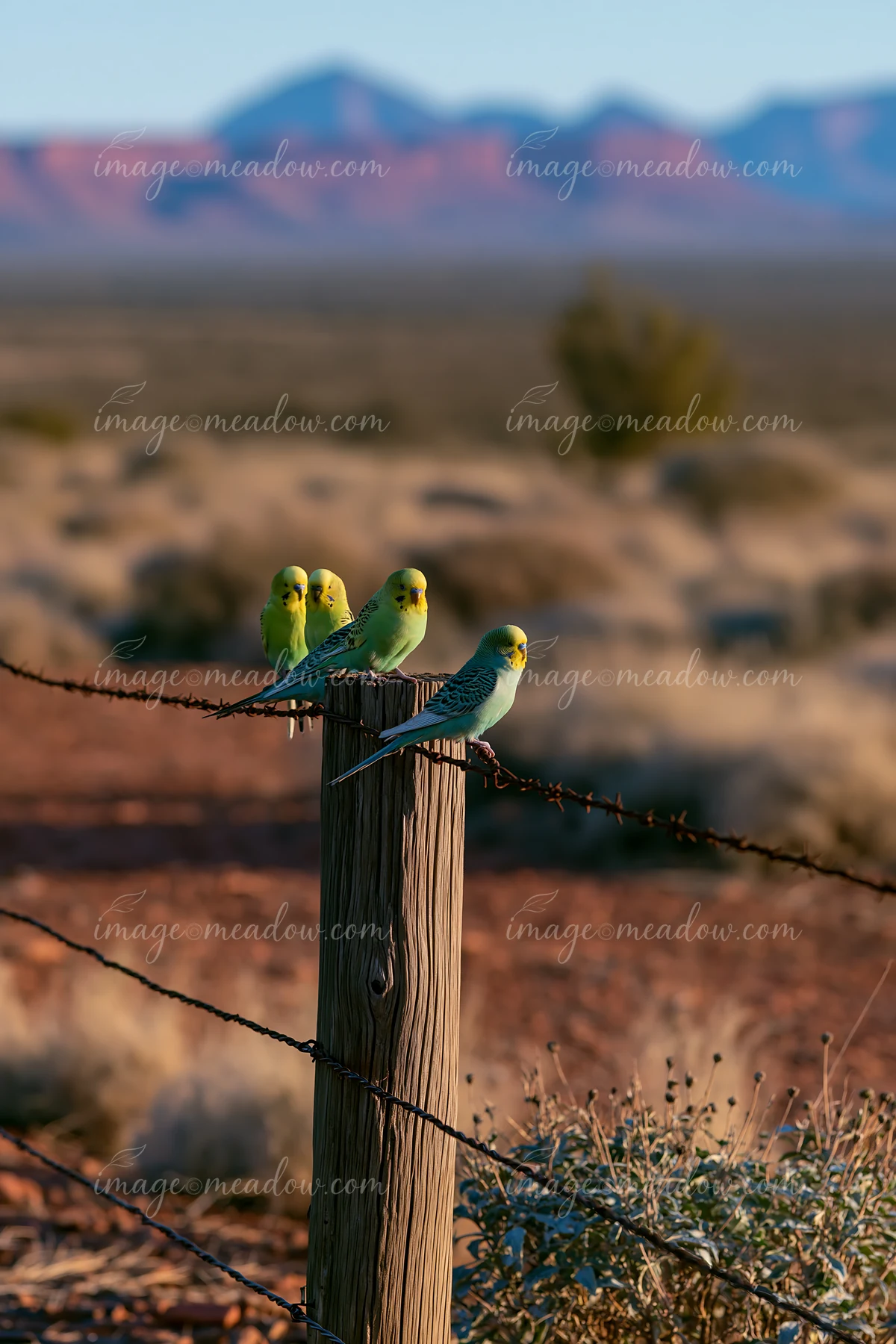 A flock of budgerigars sits on a wooden post in a desert landscape with mountains in the background.