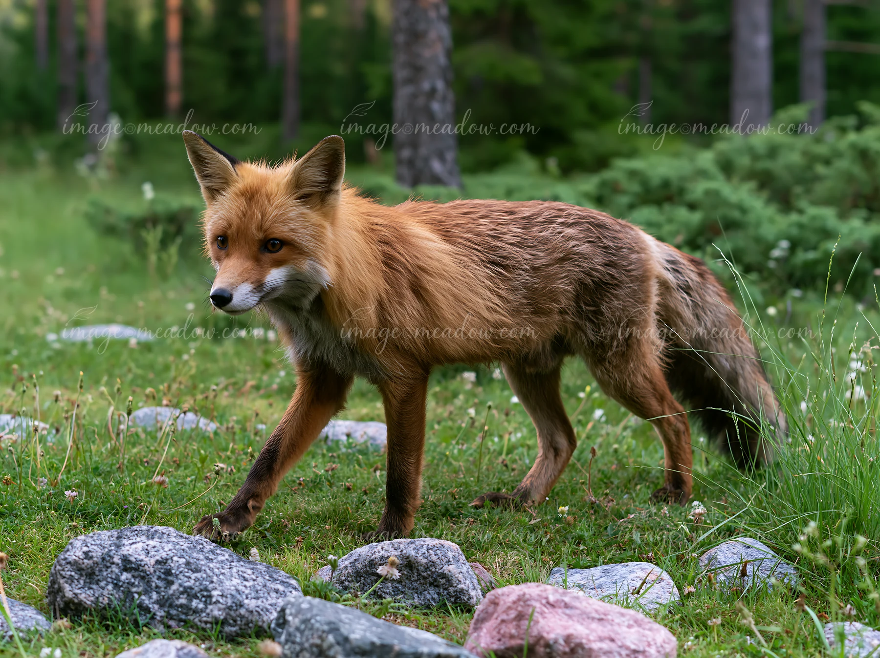 A fox walks through a meadow filled with rocks and grass.