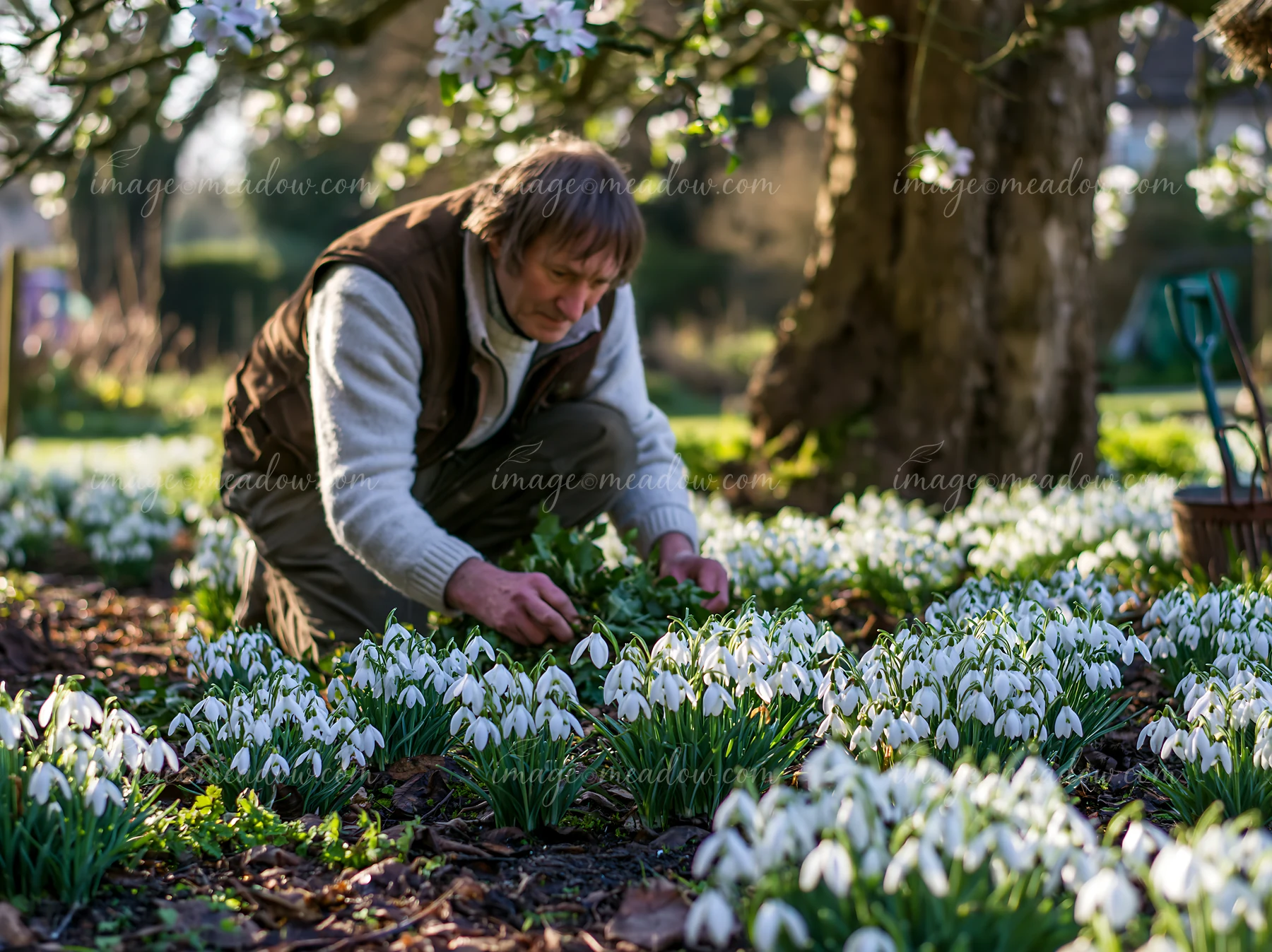 A gardener is working in a garden, carefully tending to snowdrop flowers beneath trees in early spring.
