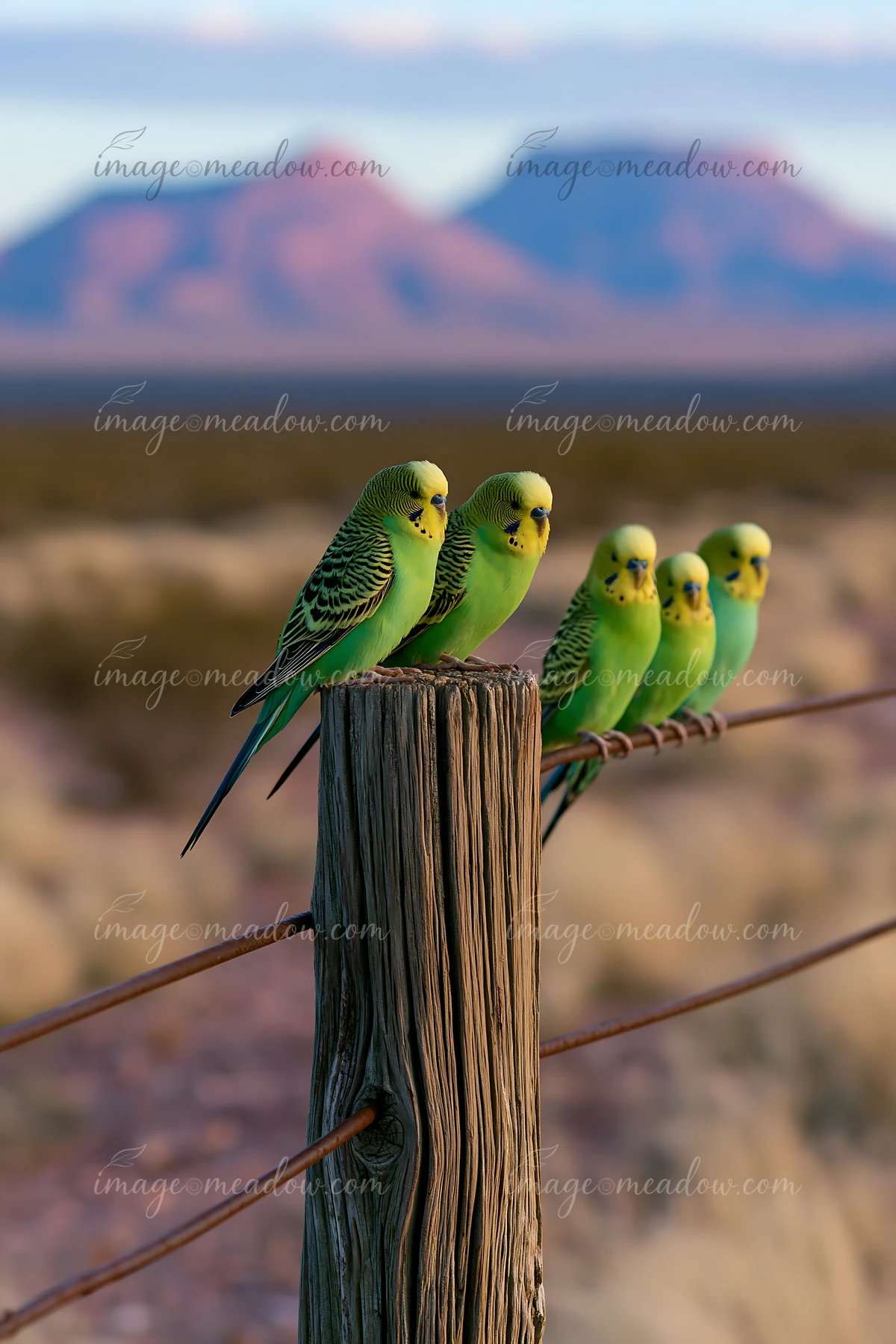 A group of budgerigars rests on a wooden fence post in a desert landscape.