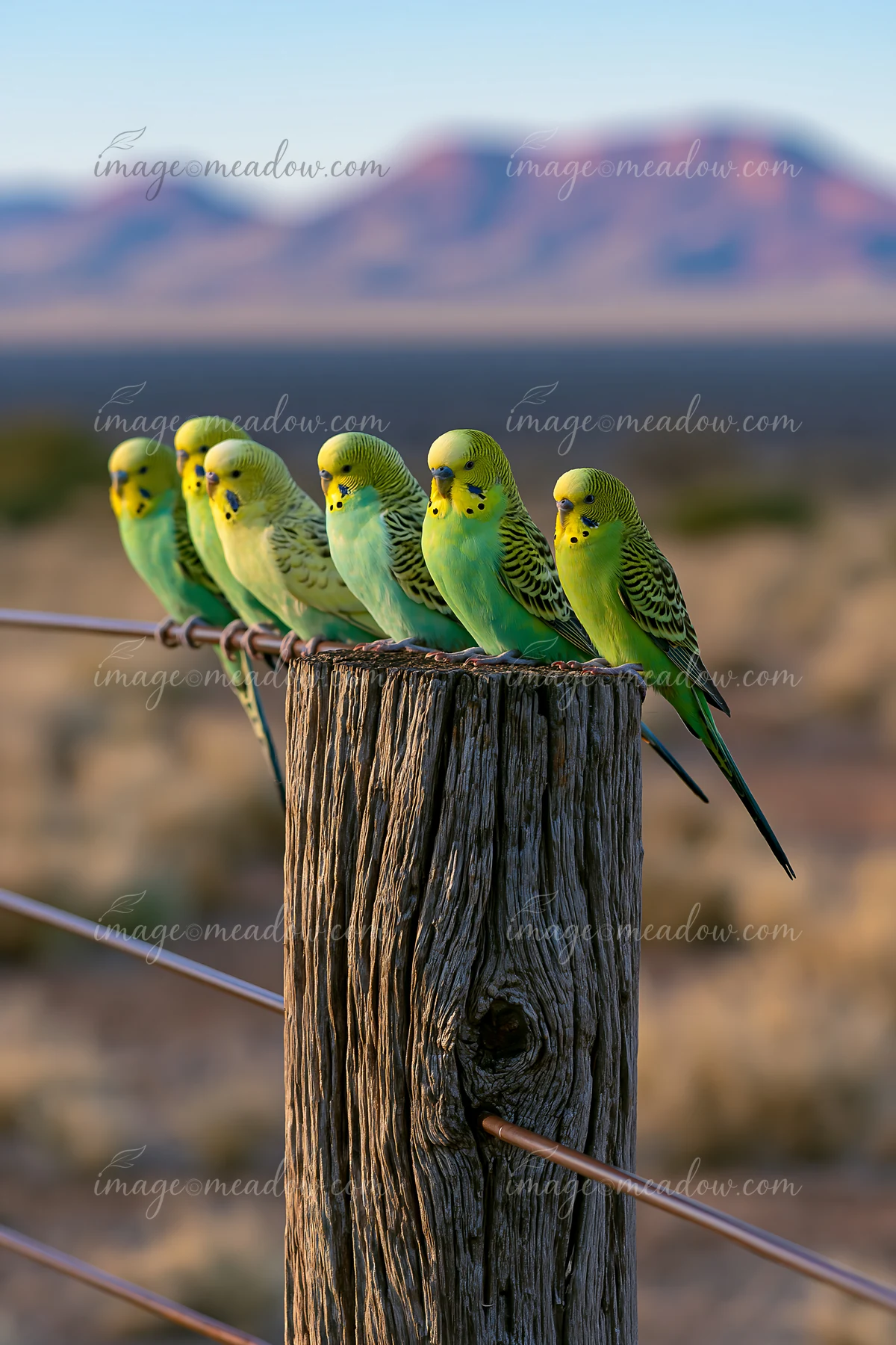 A group of budgerigars sits on a wooden post in a desert landscape.
