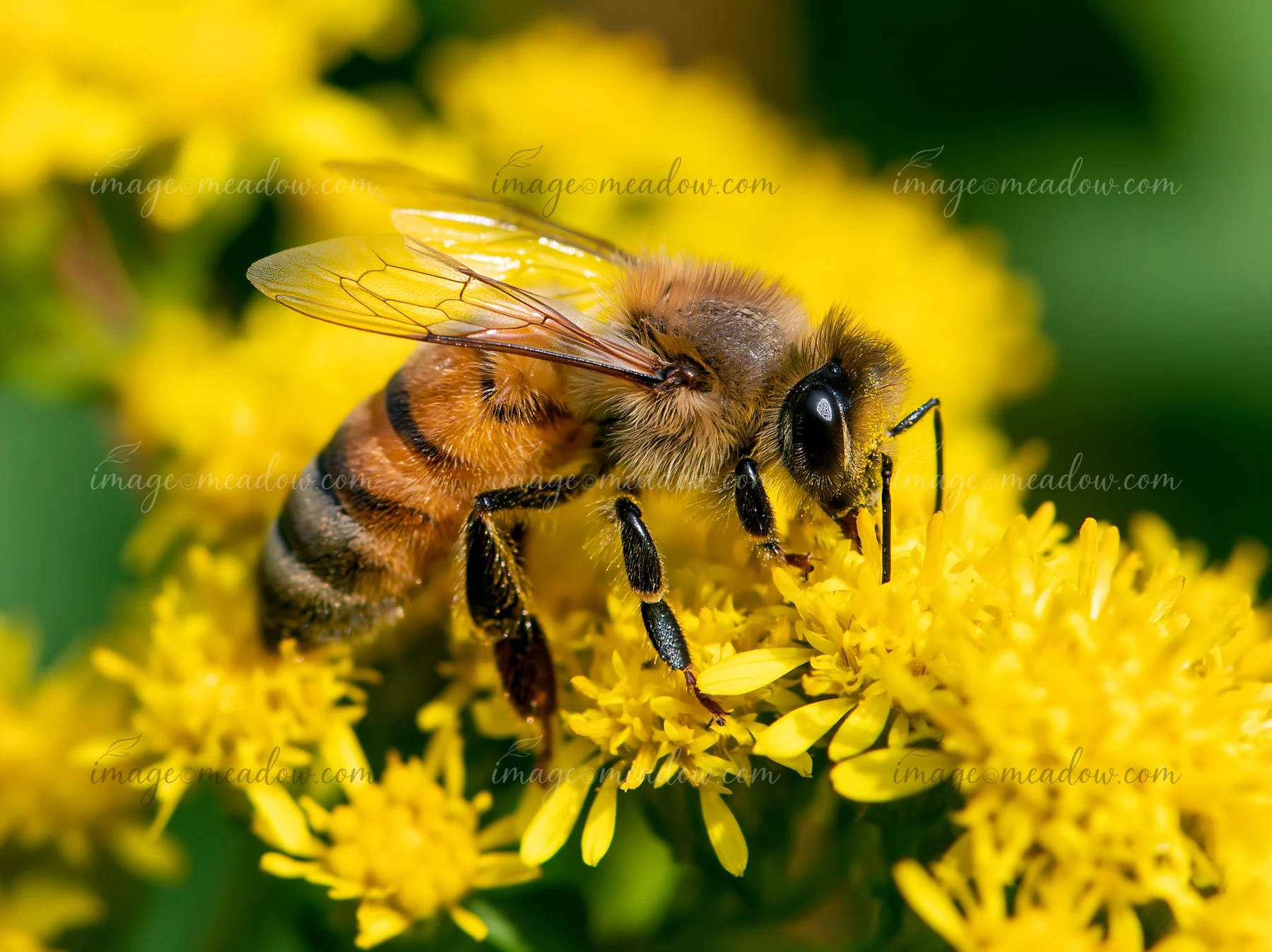 A honey bee closeup in bright daylight shows the bee resting on a cluster of yellow flowers, collecting pollen.