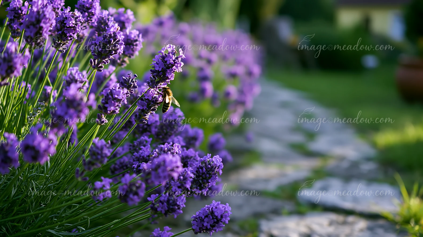 A honey bee closeup on purple lavender flowers shows the bee collecting nectar in a vibrant garden.